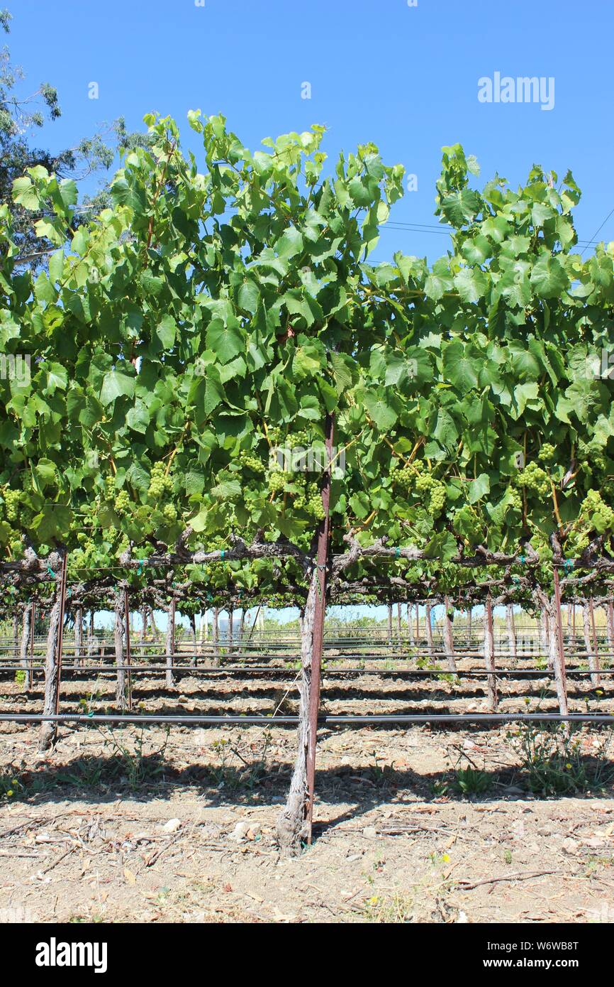 Vineyard, Carneros, Napa, California Stock Photo