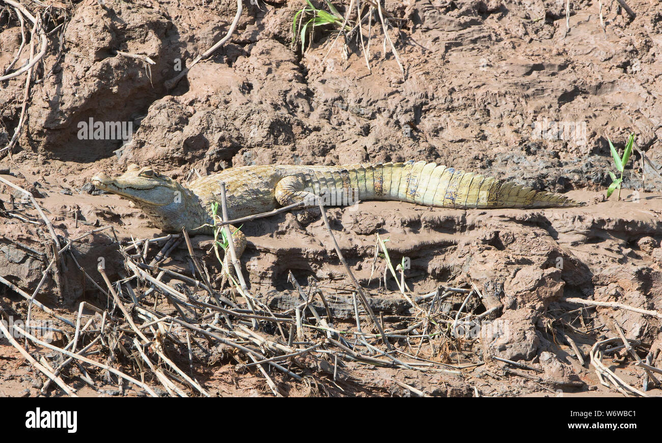 Juvenile spectacled caiman along the Tambopata River, Peruvian Amazon Stock Photo