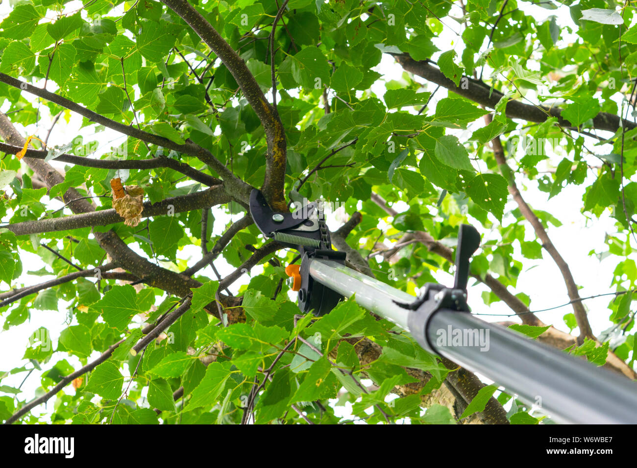 Seasonal pruning trees with pruning shears. Gardener pruning fruit