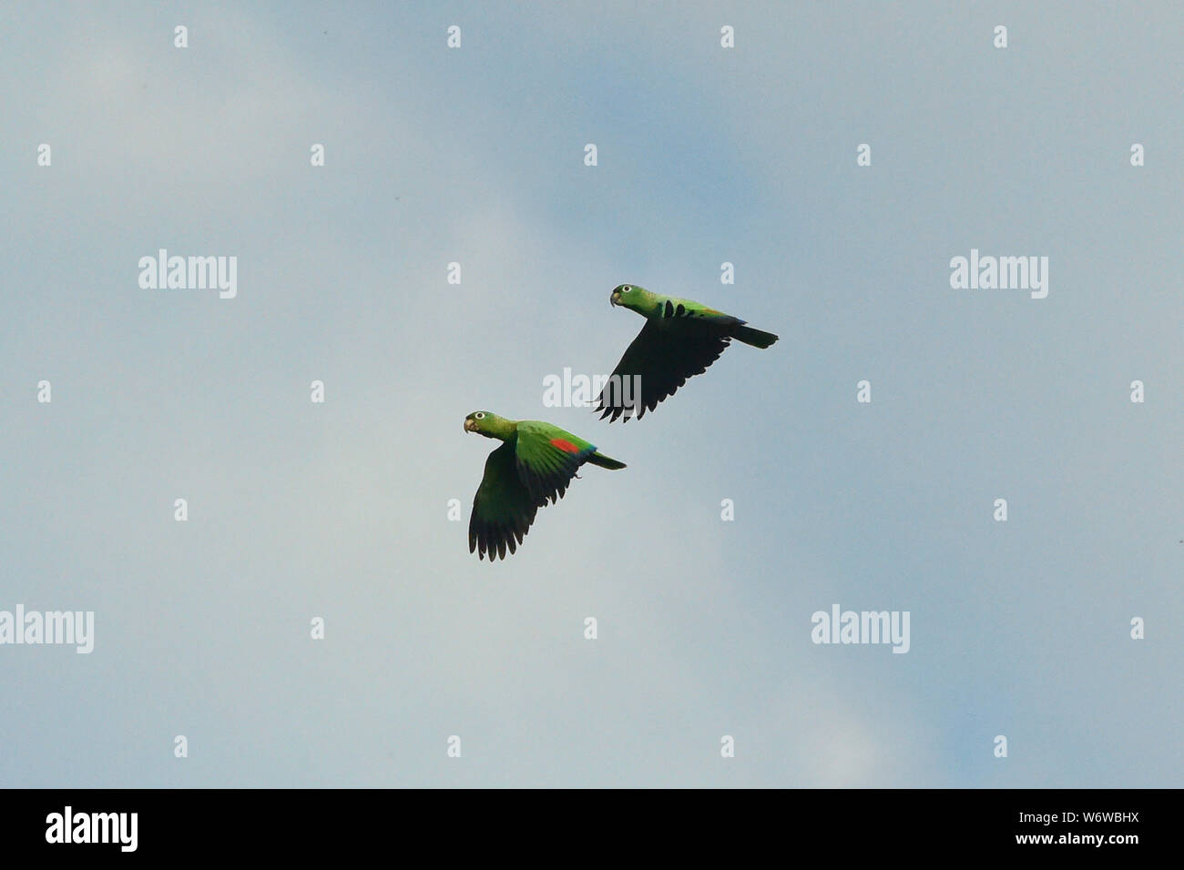 Mealy parrots (Amazona farinosa) in flight, Tambopata River, Peruvian Amazon Stock Photo