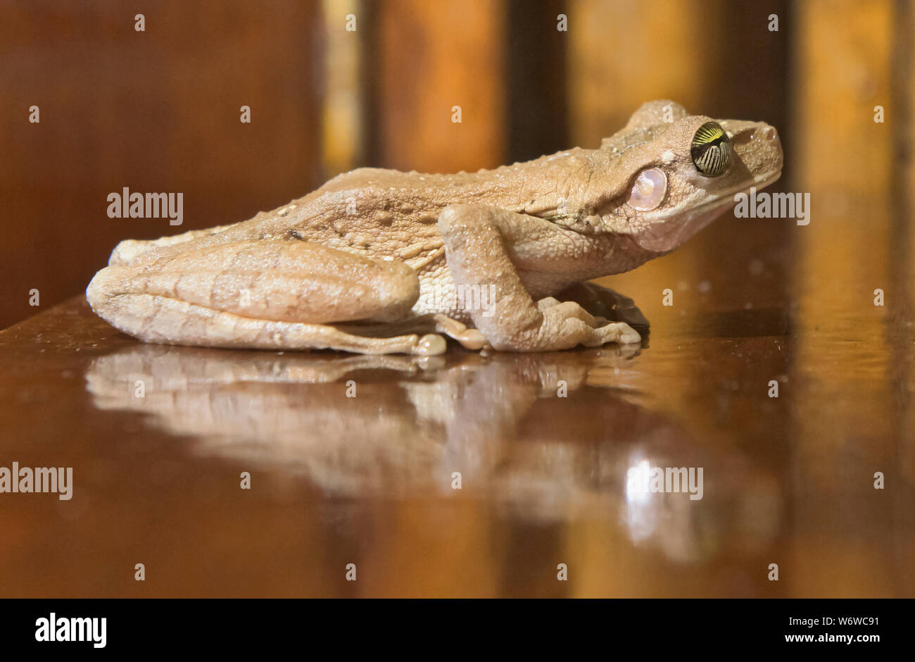 Hyla tree frog in a lodge on the Tambopata River, Peruvian Amazon Stock Photo