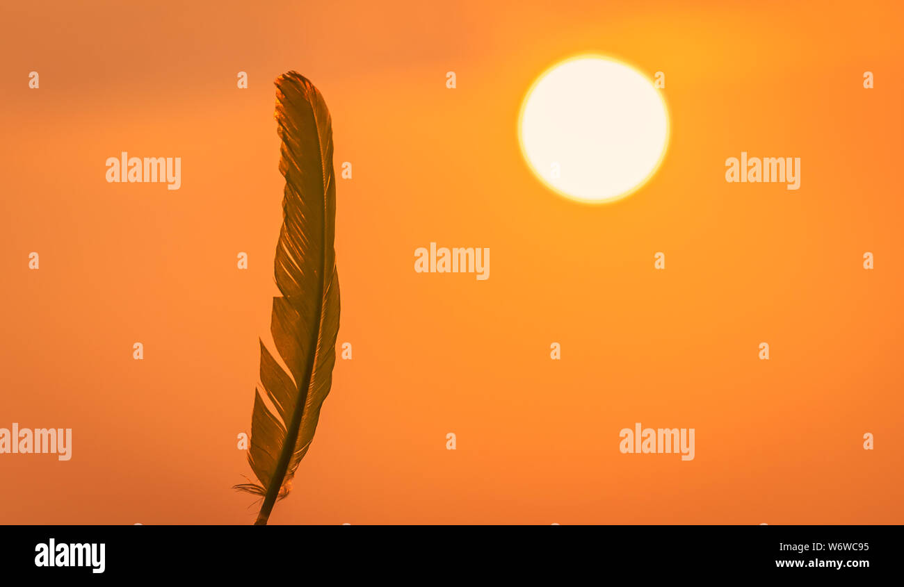 Feather/wing raised up in sky during sunset. sun in background sunset