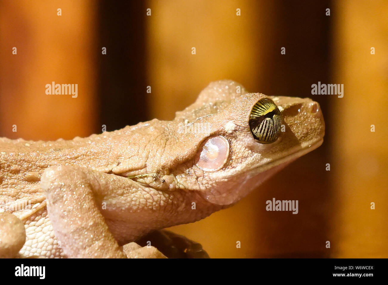 Hyla tree frog in a lodge on the Tambopata River, Peruvian Amazon Stock Photo