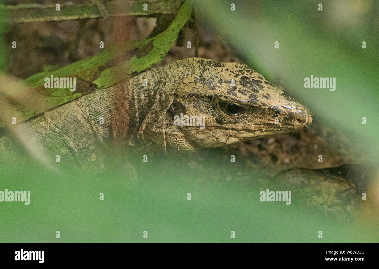 Lizard hiding in the jungle, Tambopata National Park, Peruvian Amazon Stock Photo