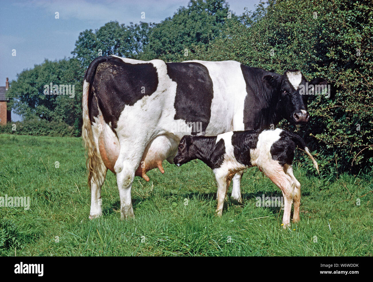 FRIESIAN COW  with calf (about two hours old) searching for a teat, to suckle and obtain colostrum. Stock Photo