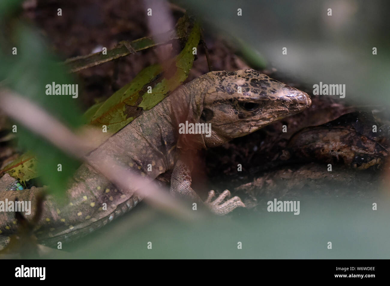 Lizard hiding in the jungle, Tambopata National Park, Peruvian Amazon Stock Photo