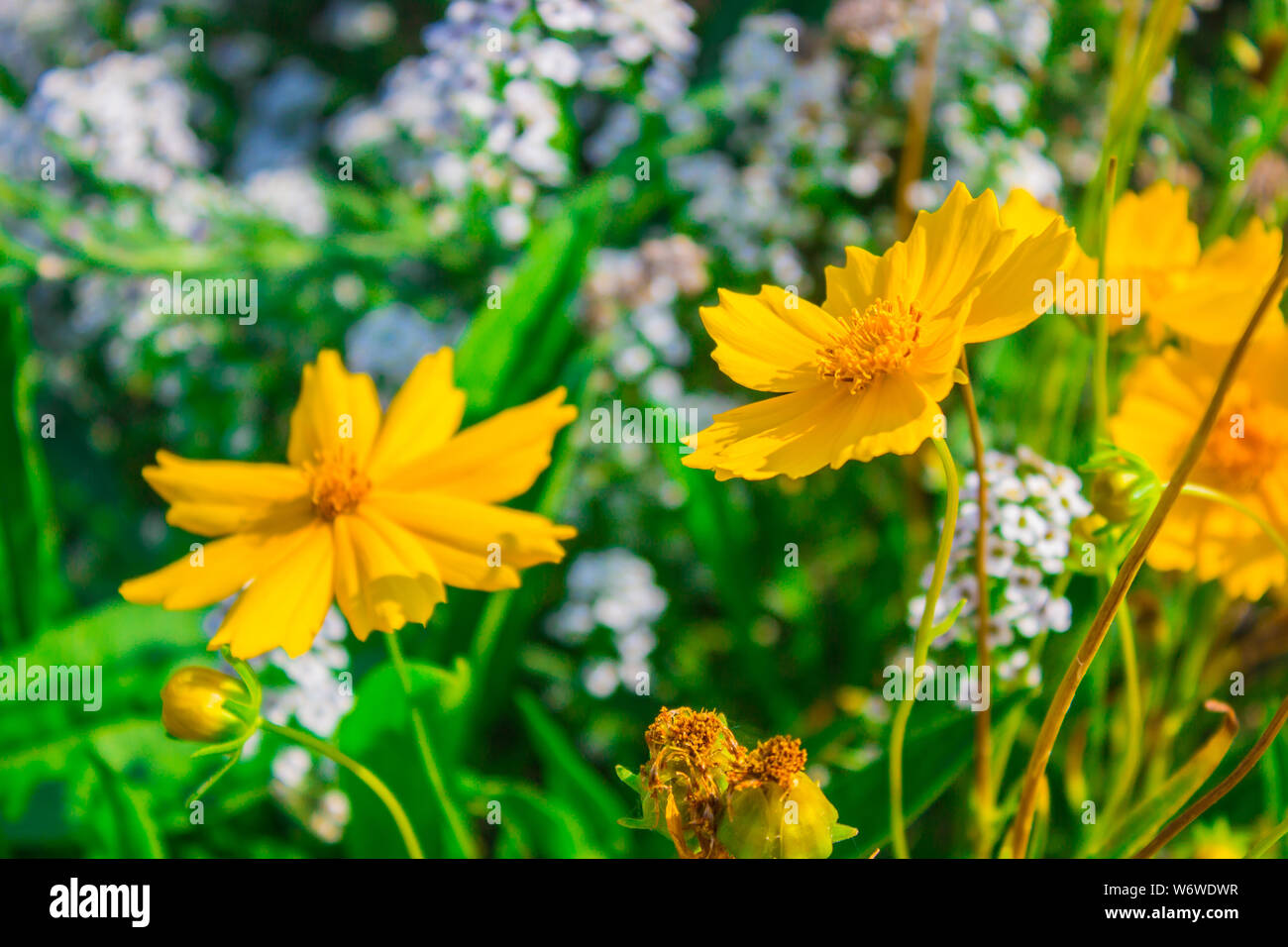 Beautiful yellow flowers in Thailand-Tree marigold Stock Photo