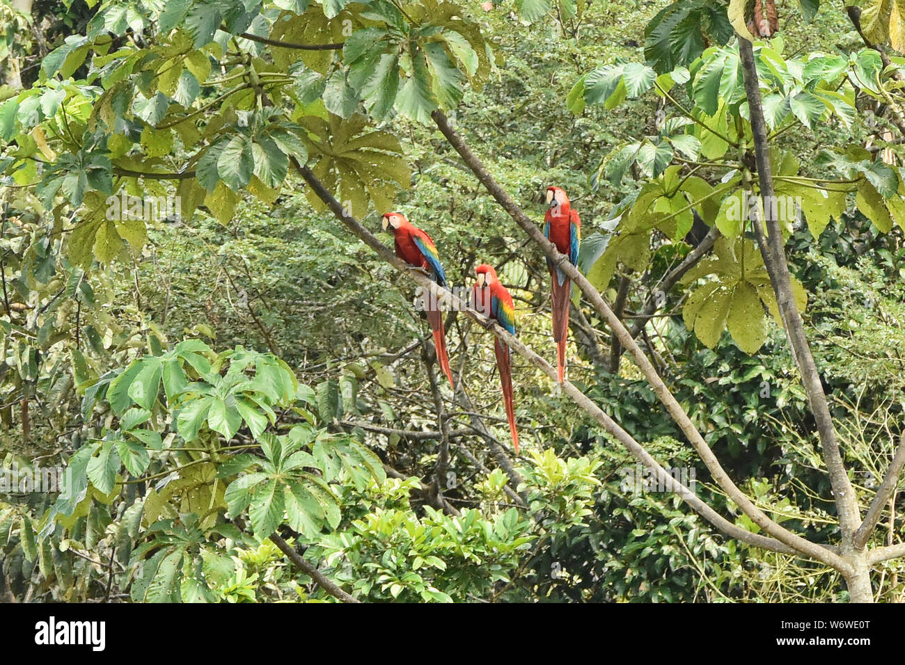 Scarlet macaws in the Tambopata Reserve, Peruvian Amazon Stock Photo