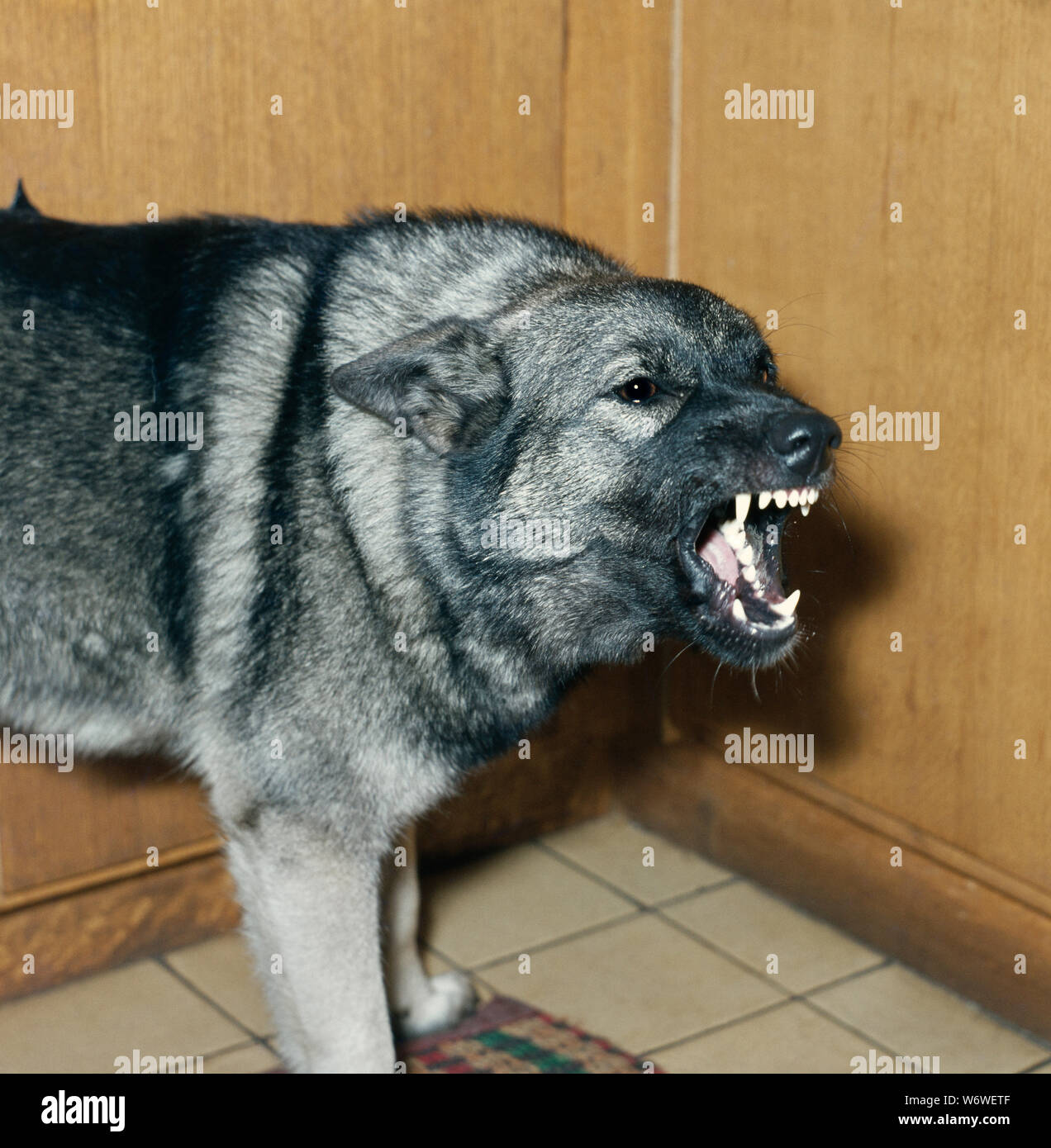ELKHOUND  Domestic breed of dog (Canis lupus familiaris), snarling, showing open jaws and teeth. Stock Photo