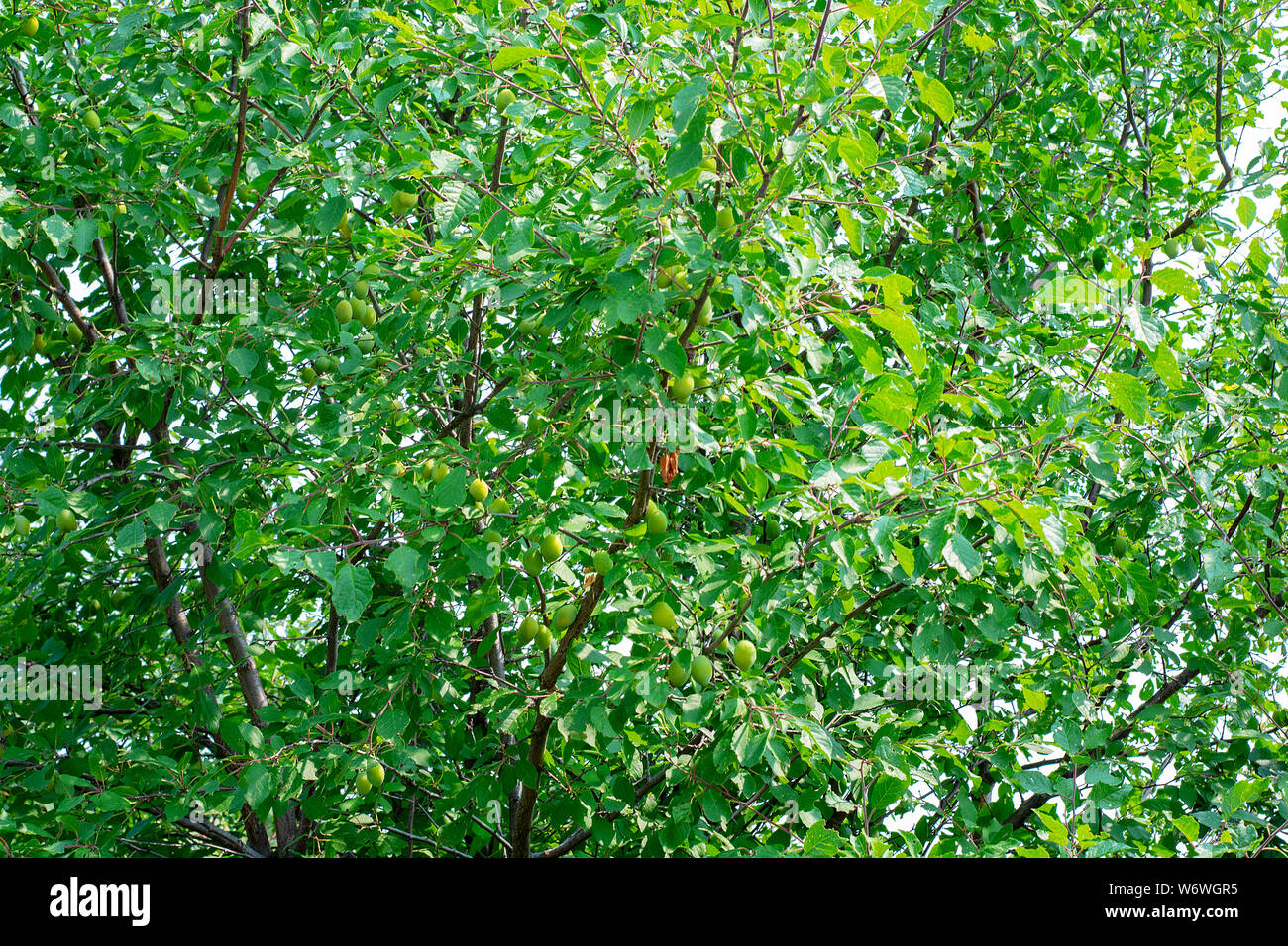 Unripe apricots on a tree branch in the garden on the background of leaves. Nature background. Selective focus Stock Photo