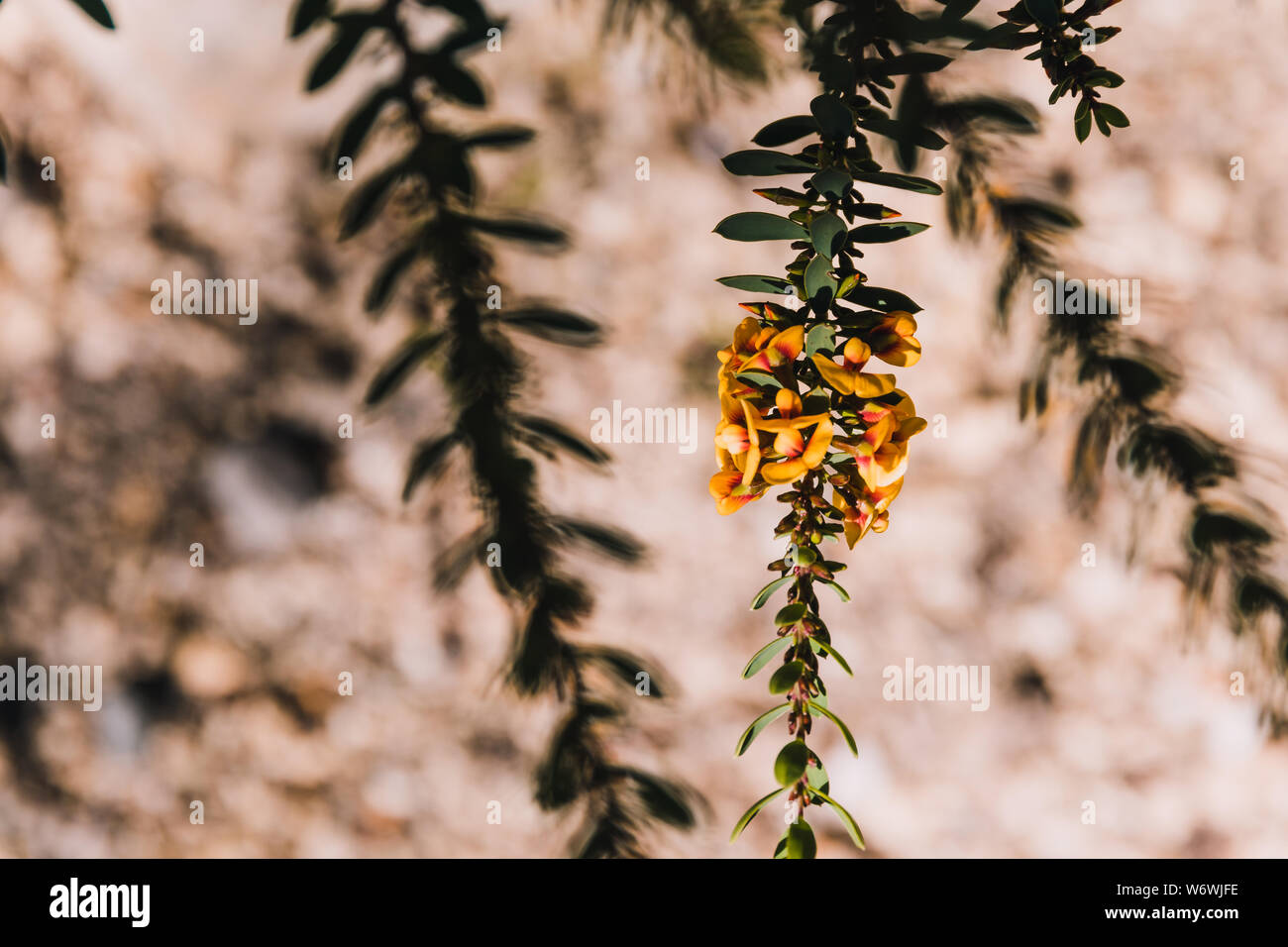 eutaxia obovata (also called egg and bacon plant) with green spiky leaves and yellow blossons, shot at shallow depth of field Stock Photo