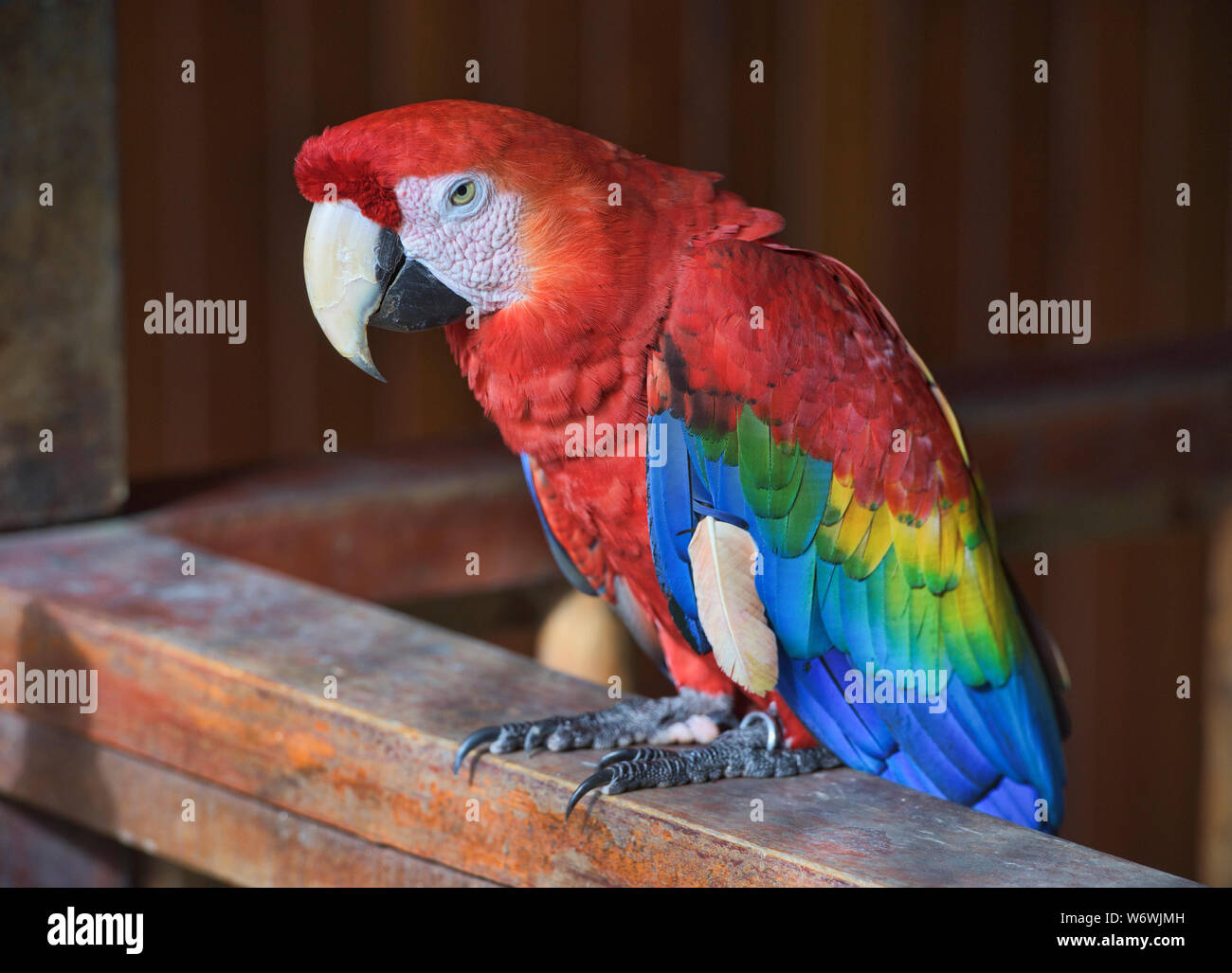 Scarlet macaw at the Tambopata Research Center, Peruvian Amazon Stock Photo