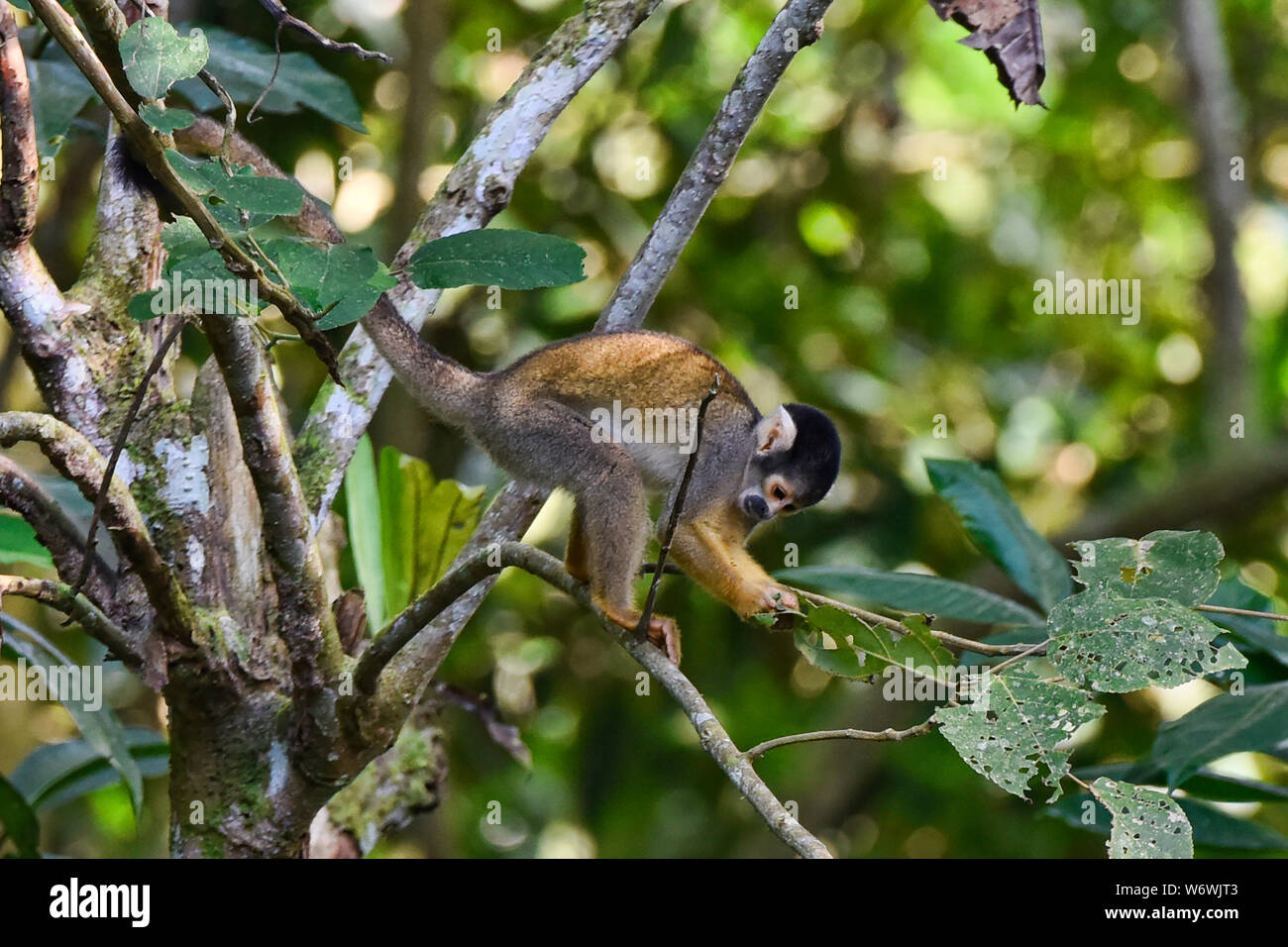 Squirrel monkey in the jungle in the Tambopata Reserve, Peruvian Amazon Stock Photo