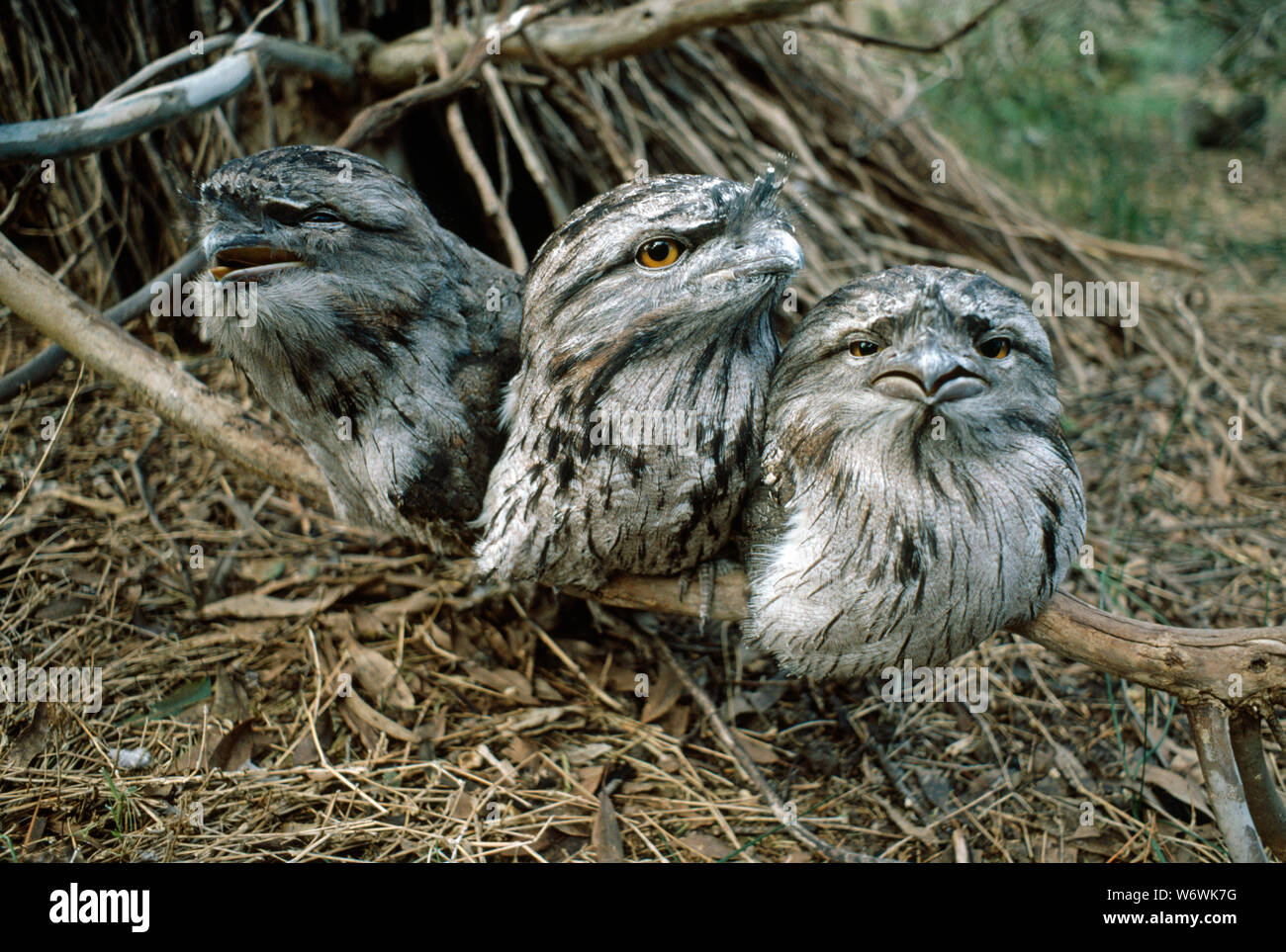 TAWNY FROGMOUTH  Podargus strigoides  group of fledged young Stock Photo