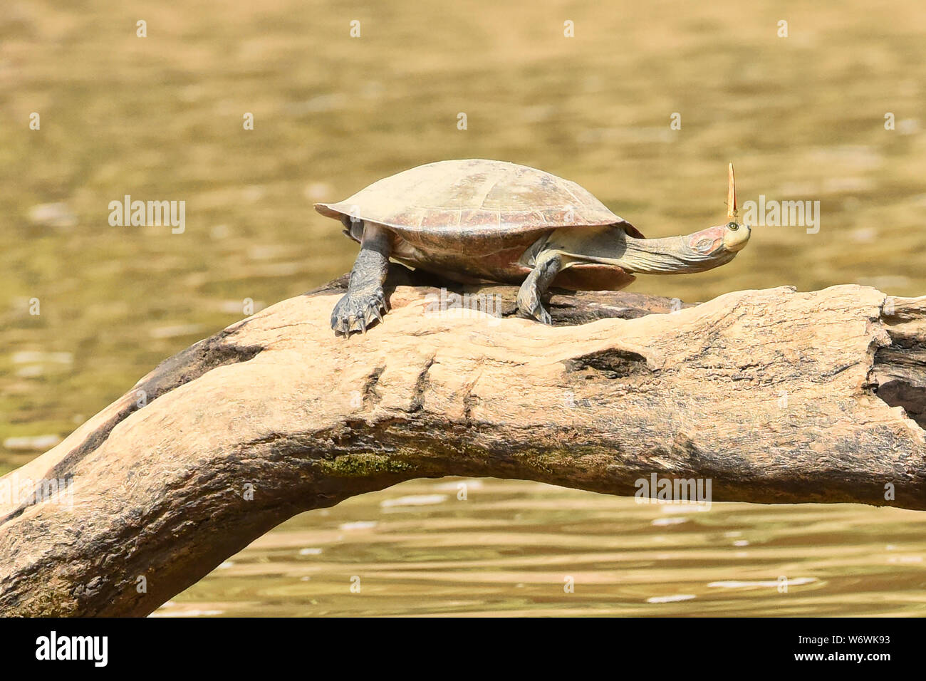 Amazon river turtle with a butterfly on his head, Tambopata River, Peruvian Amazon Stock Photo