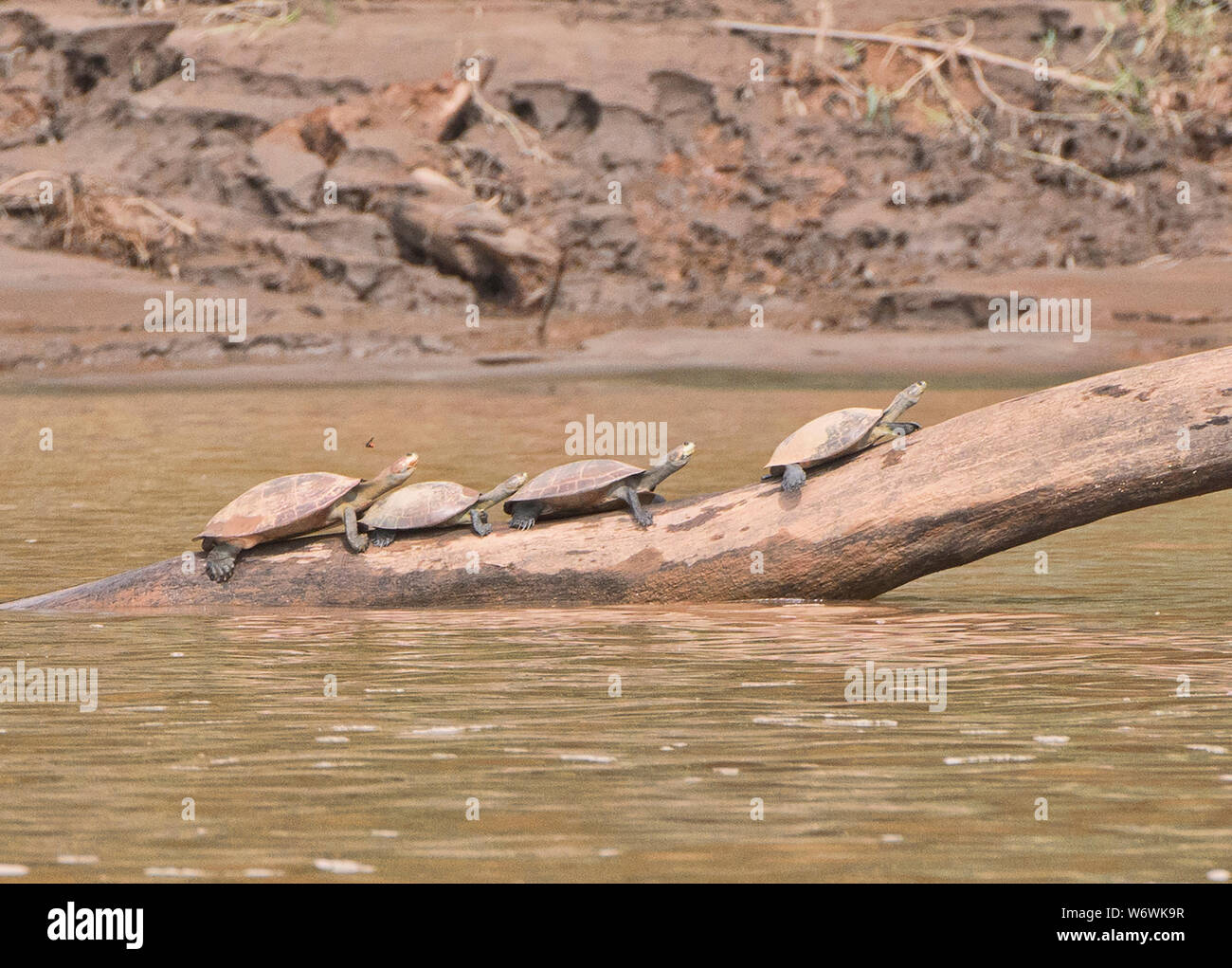 Amazon river turtles on a log, Tambopata River, Peruvian Amazon Stock Photo