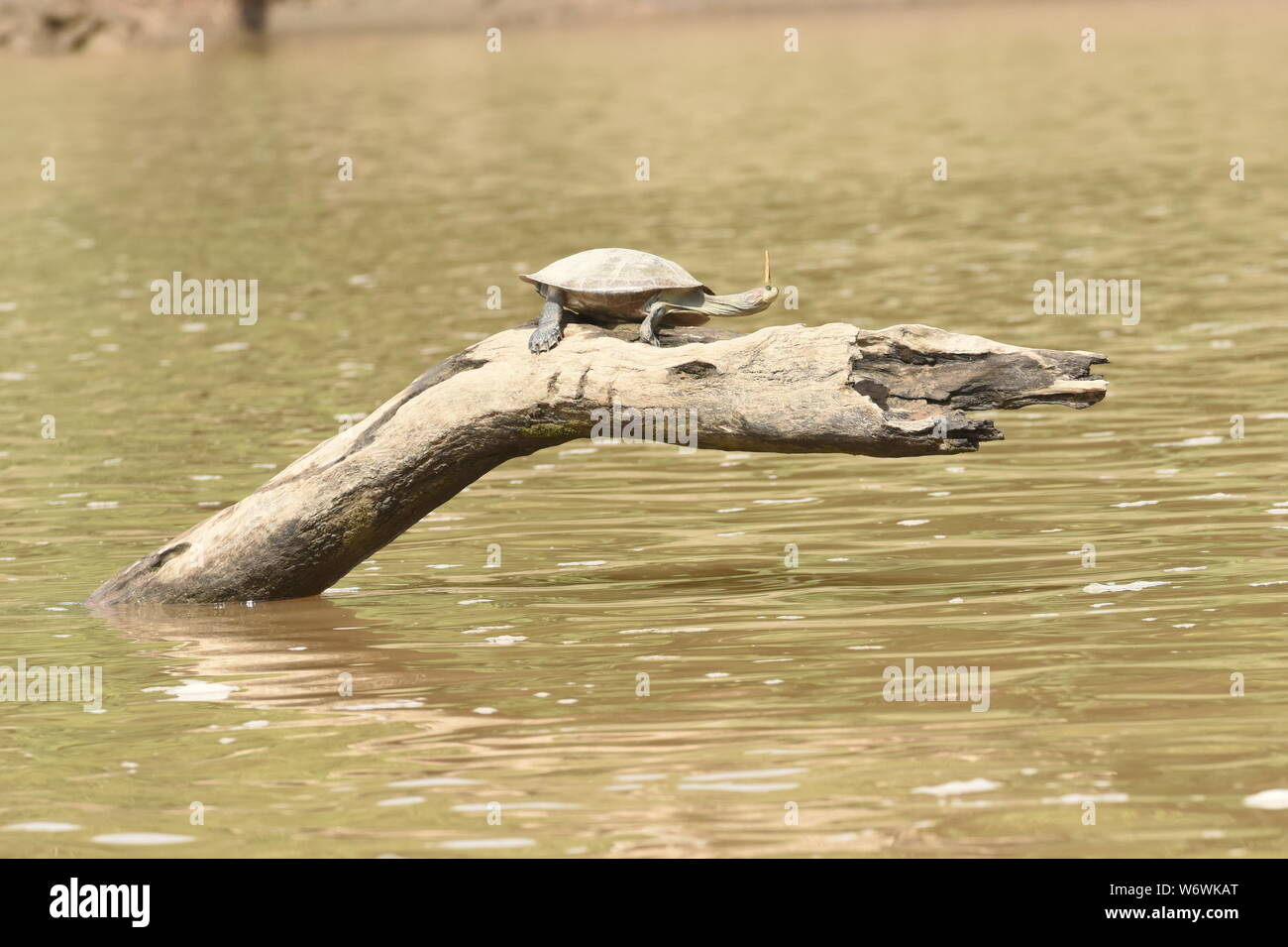 Amazon river turtle with a butterfly on his head, Tambopata River, Peruvian Amazon Stock Photo