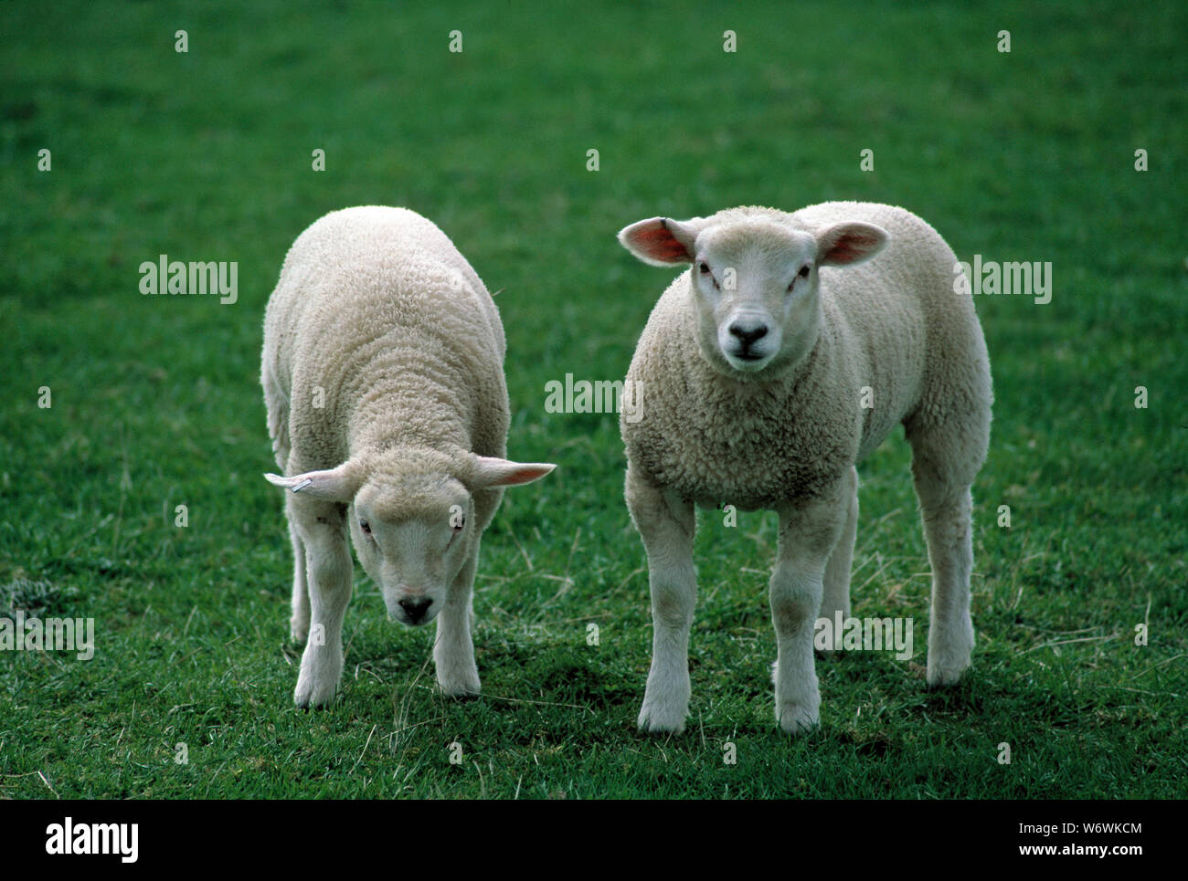 TEXEL SHEEP two young lambs in a meadow Stock Photo
