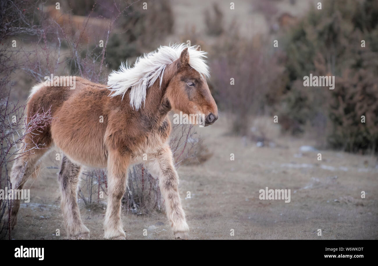 walking rocking horse