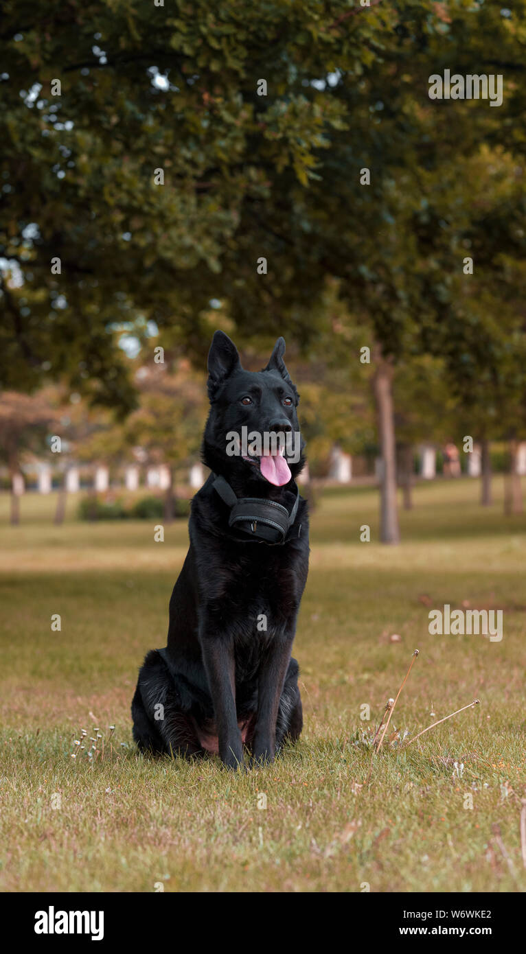 black belgian shepherd