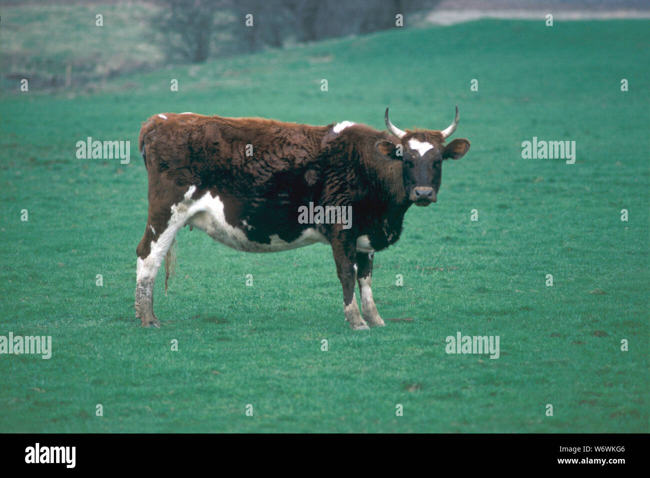 AYRSHIRE COW. (Bos taurus). A Scottish domestic breed. This animal has retained horns ie 'None polled'. A breed is known as a productive high milk yielder. Stock Photo