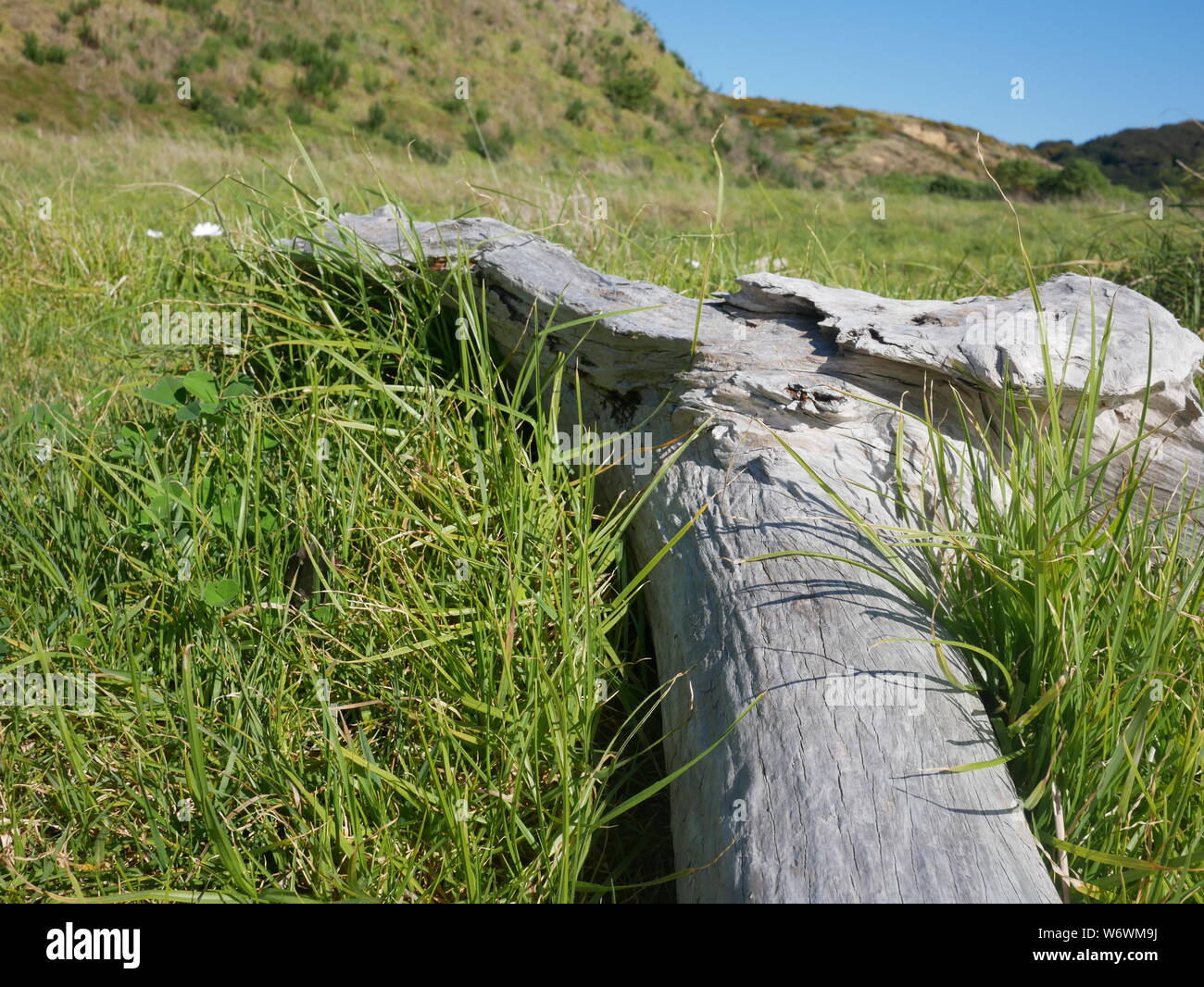 Drift wood lying in grass in foreground, blue sky and  green hills in distance. Stock Photo