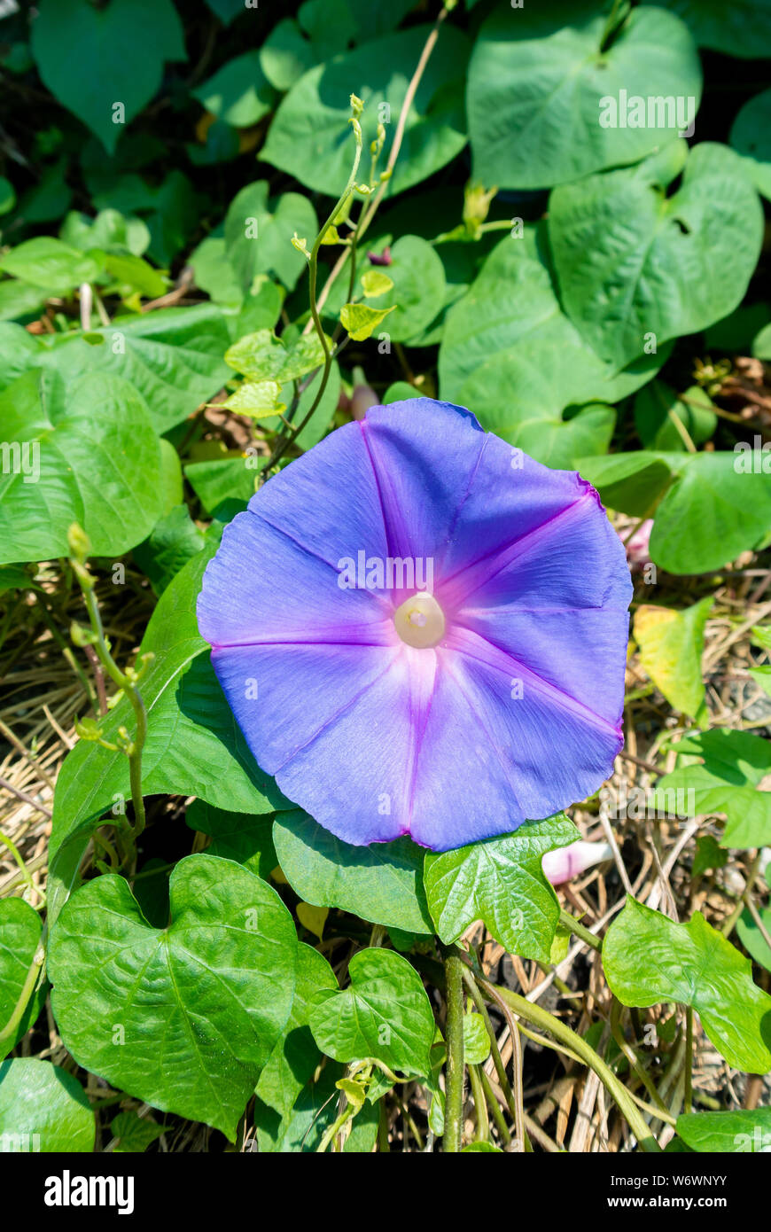 Purple Japanese Morning Glory flowers Stock Photo