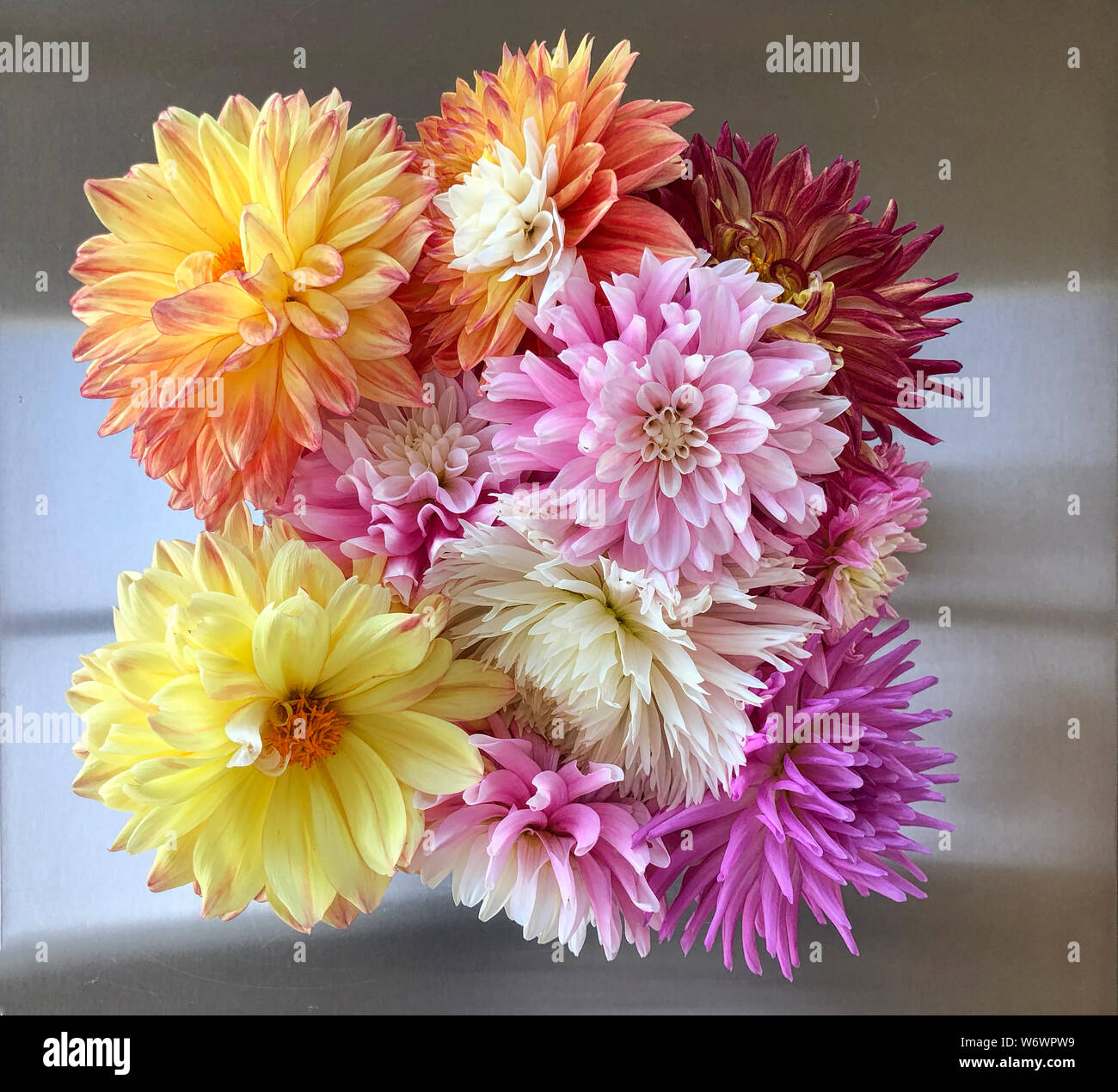 Cut Dahlias High Resolution Stock Photography and Images - Alamy