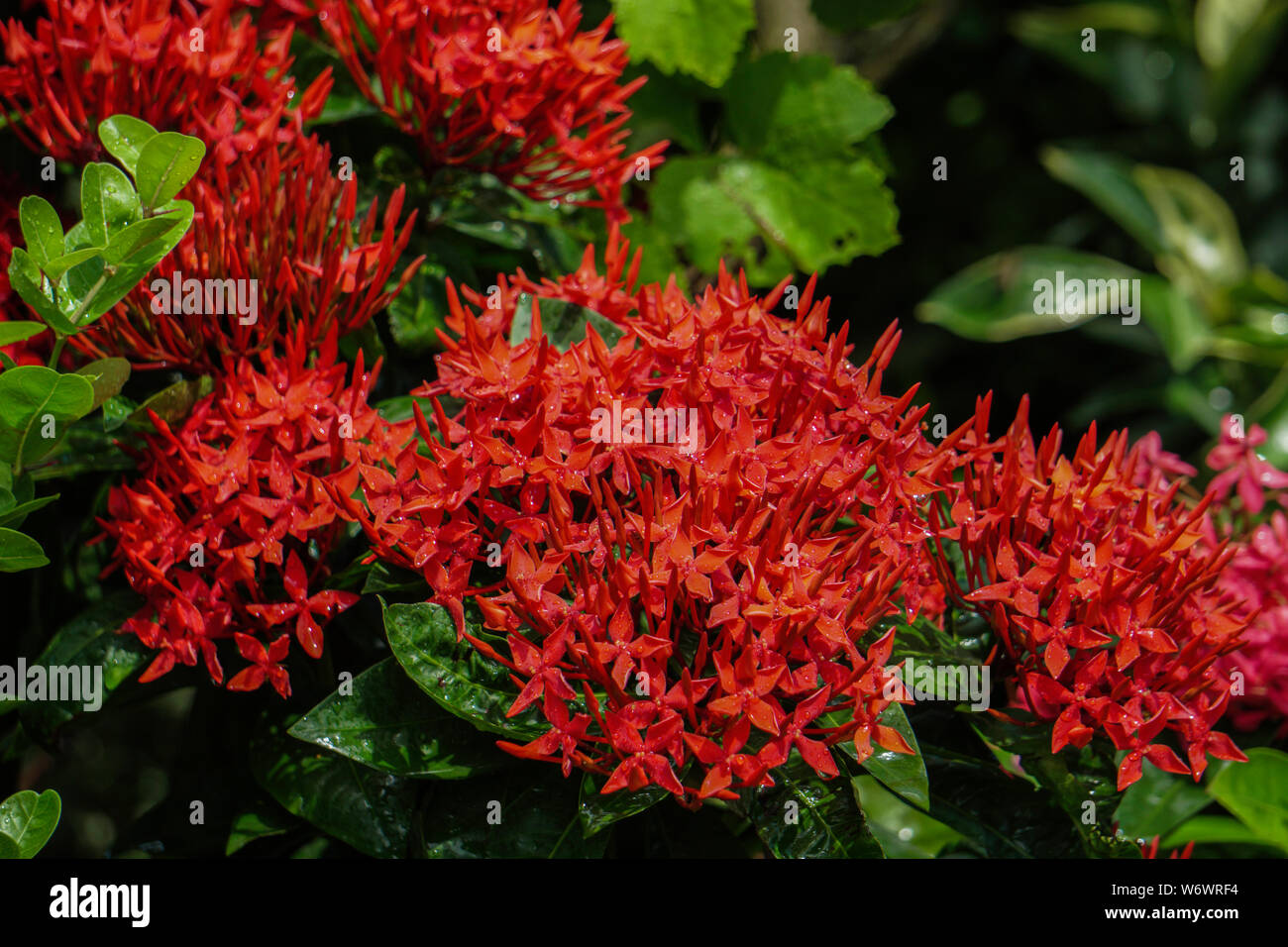 A flower garden or floral garden is any garden where flowers are grown and displayed. Stock Photo