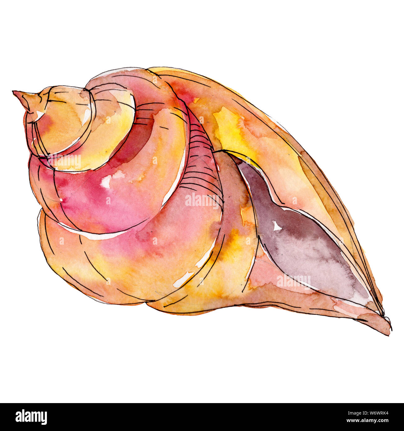 Vector Seashells set. Hand drawn illustration of sea Shells on isolated  background. Drawing of Scallop and Starfish on outline style. Sketch of  Cockleshell painted by black ink. Underwater line art. 27898984 Vector