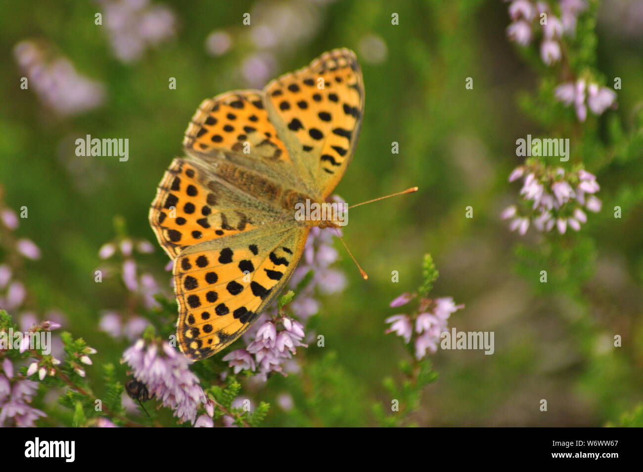 Dark green fritillary butterfly sitting on the heather in the forest. Insect with orange wings with black spots Stock Photo