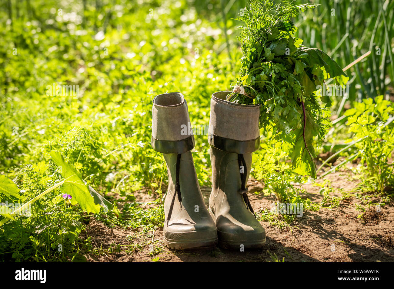 Green vegetables in old green wellington in garden Stock Photo - Alamy