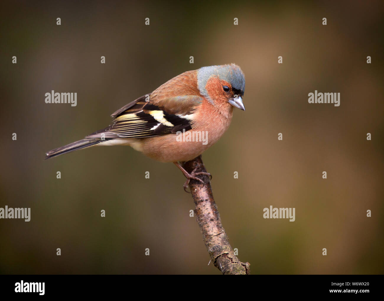 Common chaffinch (Fringilla coelebs).  male. Stock Photo