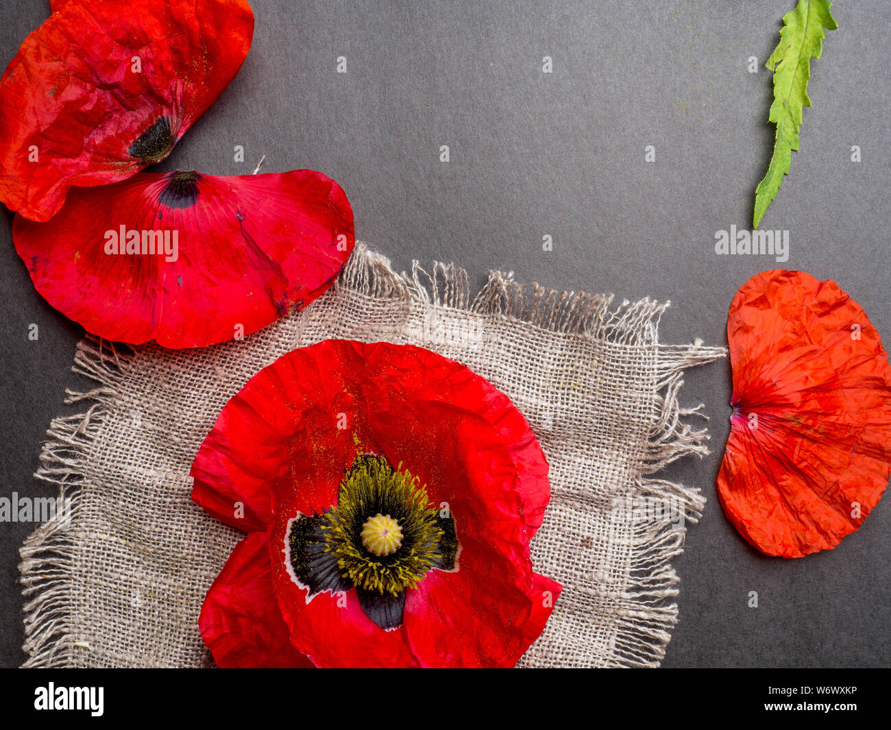 Bouquet of red poppies and white Spiraea on a black background. Wild ...