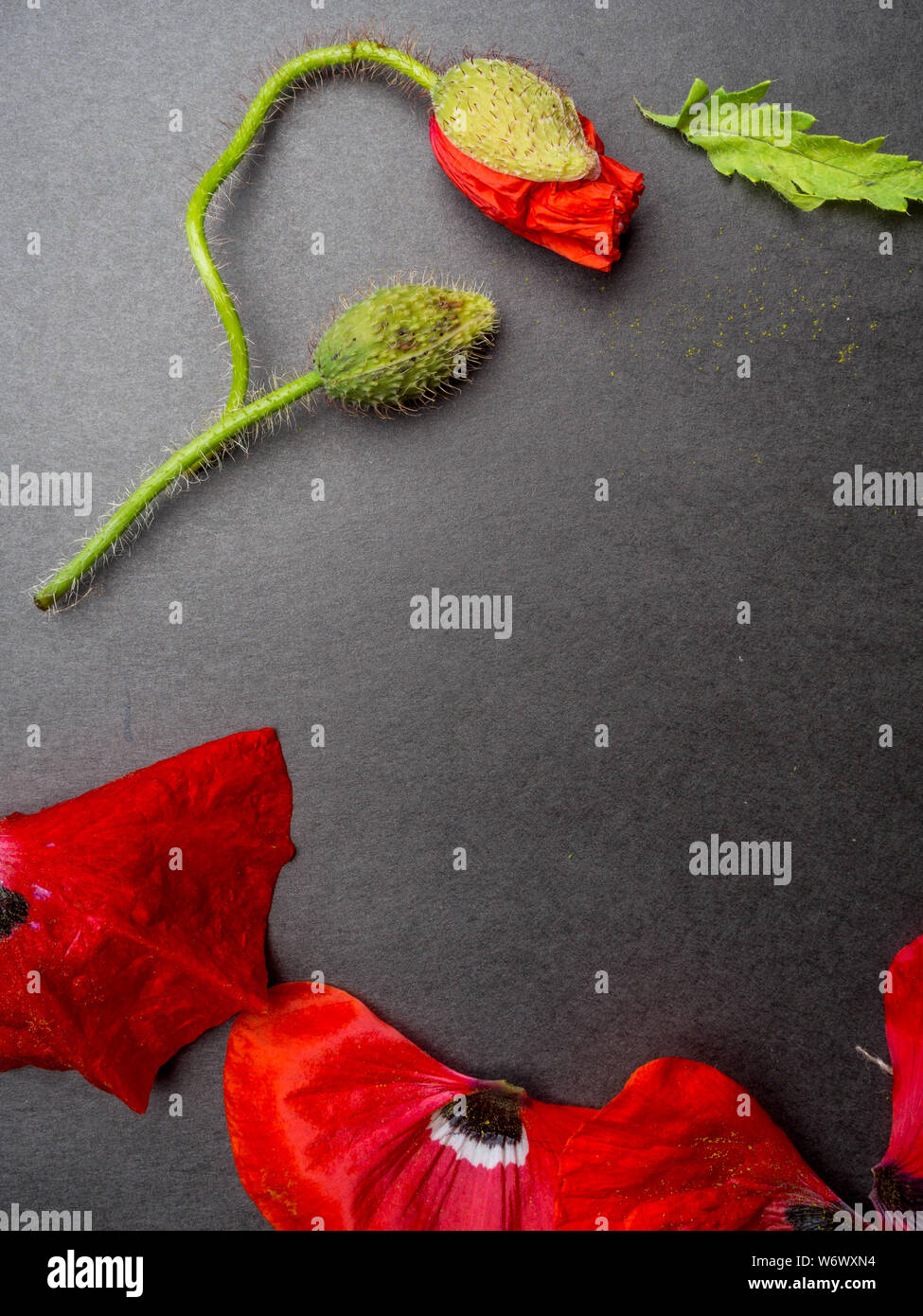 Bouquet of red poppies and white Spiraea on a black background. Wild ...