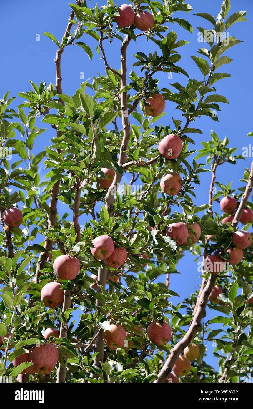 Golden Apple Hi Res Stock Photography And Images Alamy