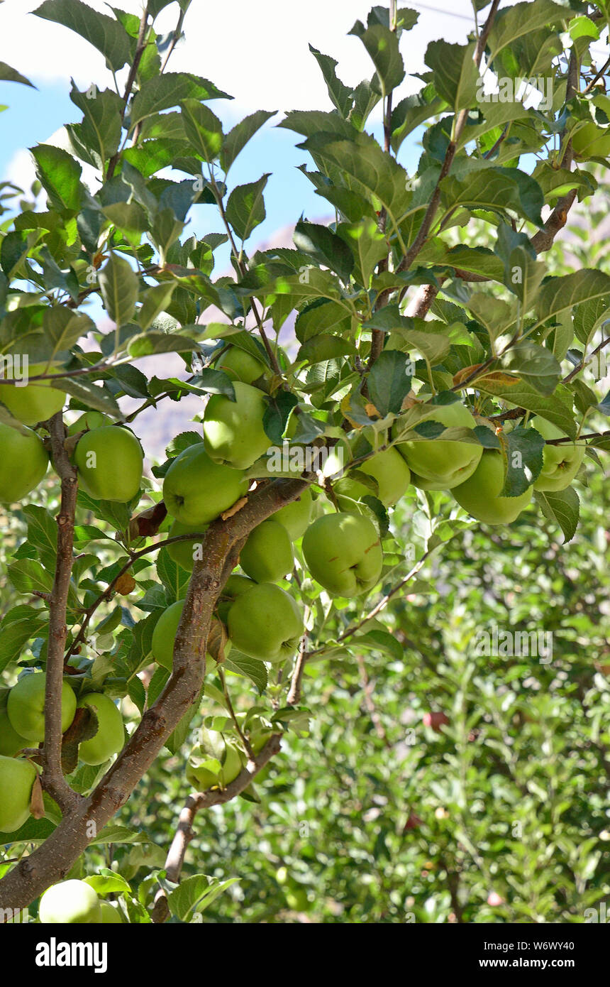 Golden Apple Sangla Kinnaur Himachal Pradesh India Stock Photo Alamy