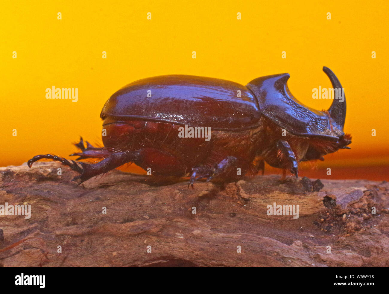 rhinoceros-scarab-beetle-hi-res-stock-photography-and-images-alamy