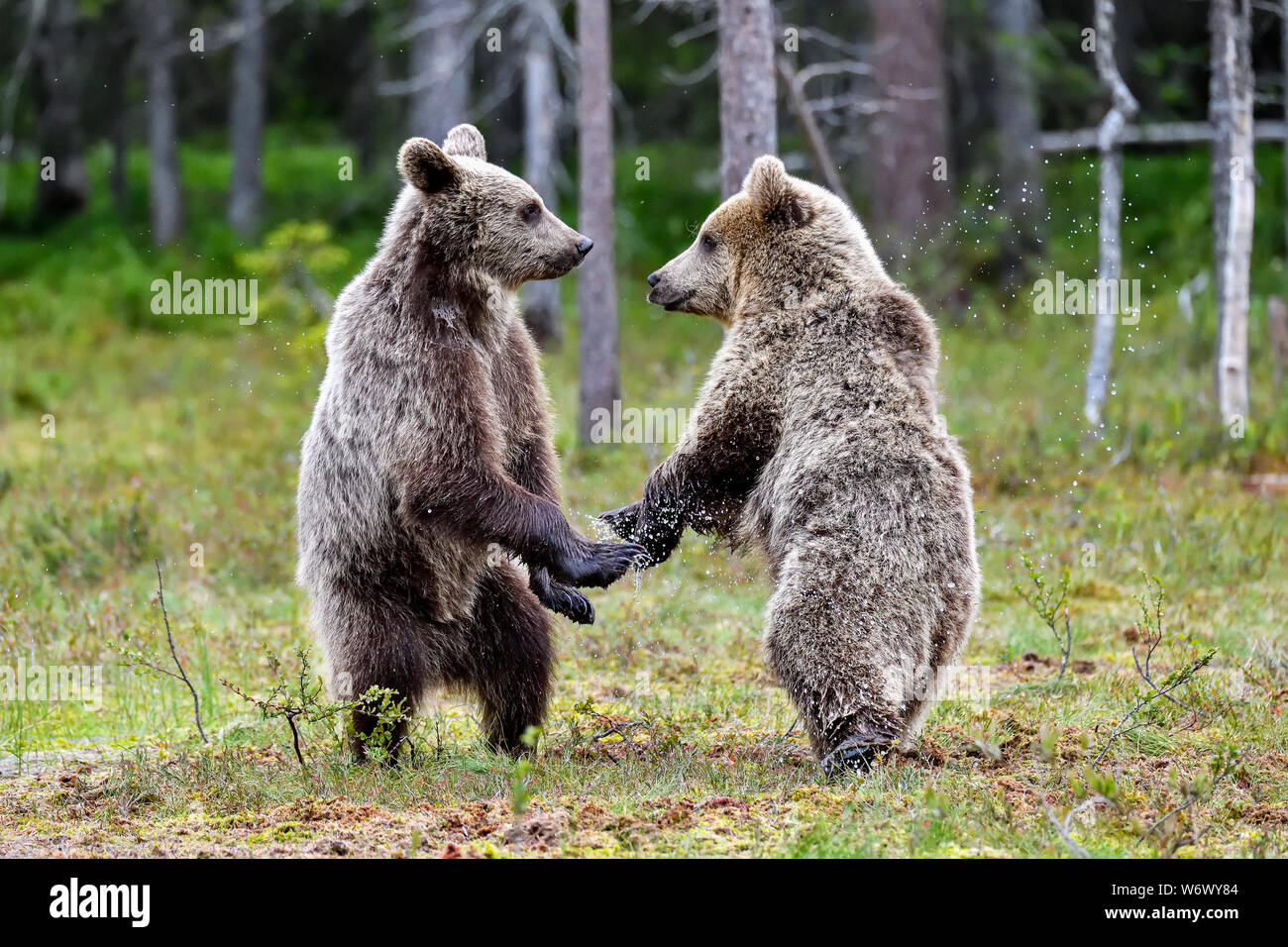 Bears Are Usually Very Peaceful Animals But When The Safe Distance Limit Is Crossed All Hell Breaks Loose And Things Starts Happening Lightning Fas Stock Photo Alamy Bears Are Usually Very Peaceful Animals But When The Safe Distance Limit Is Crossed All Hell Breaks Loose And Things Starts Happening Lightning Fas Stock Photo Alamy