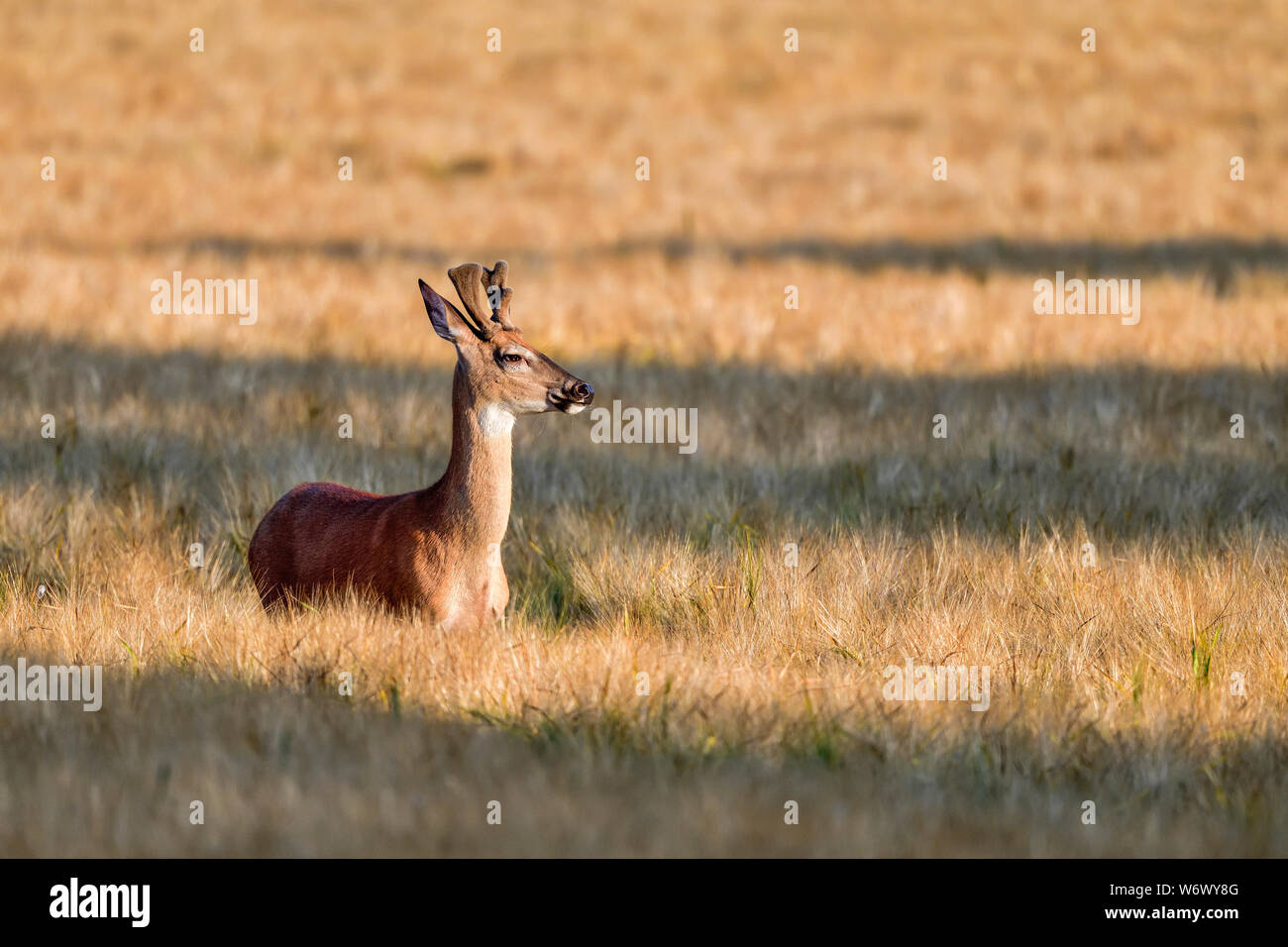 Whitetail deer sunset hi-res stock photography and images - Alamy