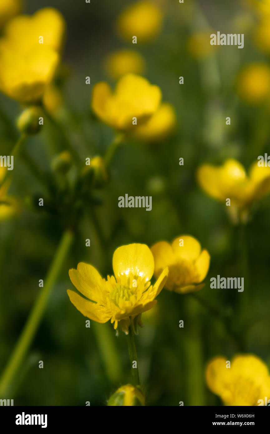 Butter Cup, Ranunculus Repens, fiore Stock Photo