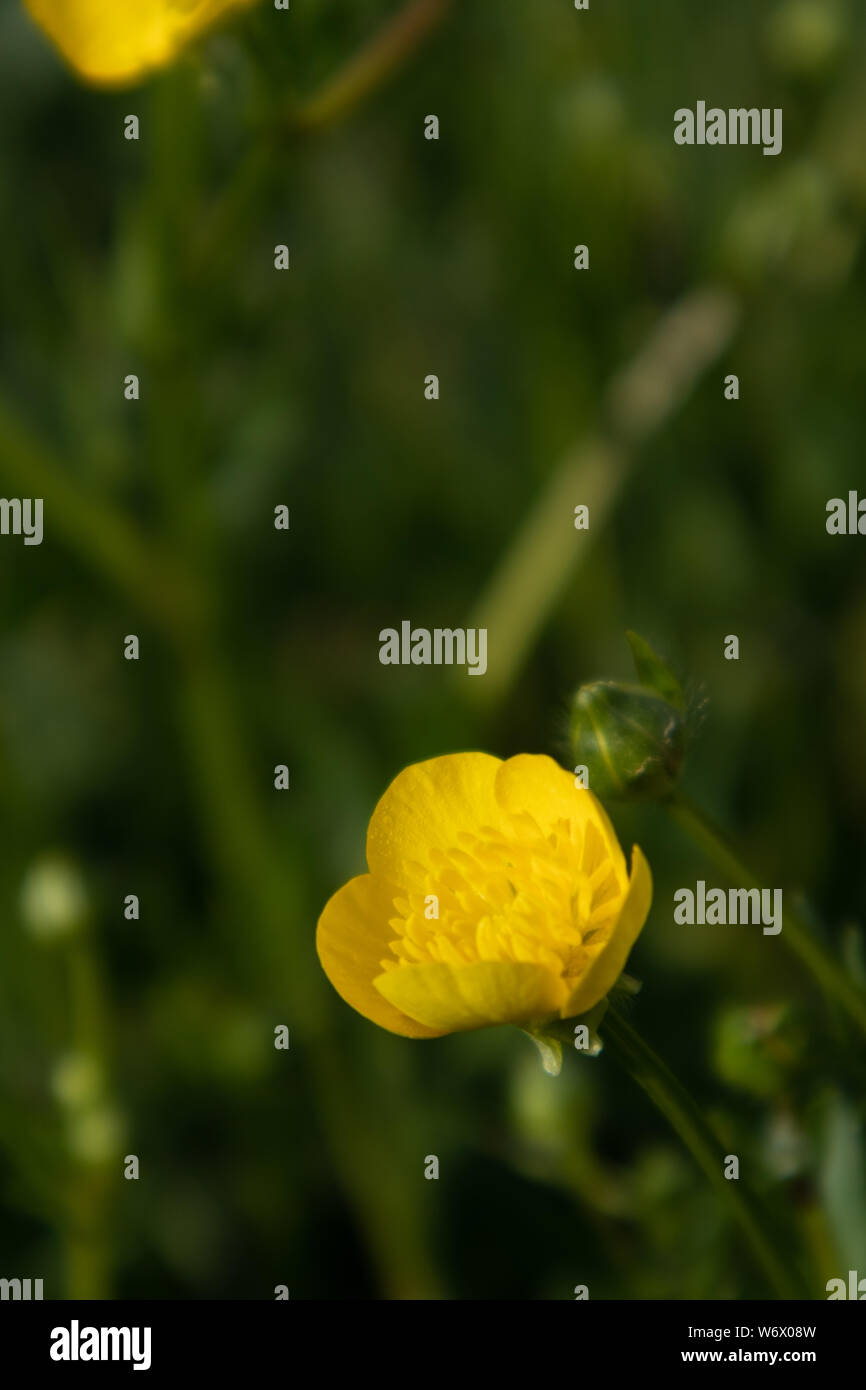 Butter Cup, Ranunculus Repens, fiore Stock Photo