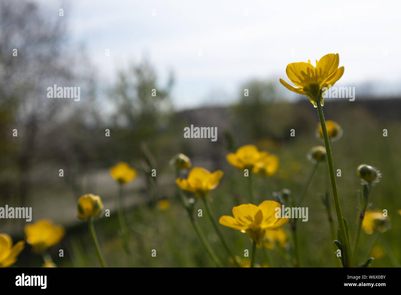 Butter Cup, Ranunculus Repens, fiore Stock Photo