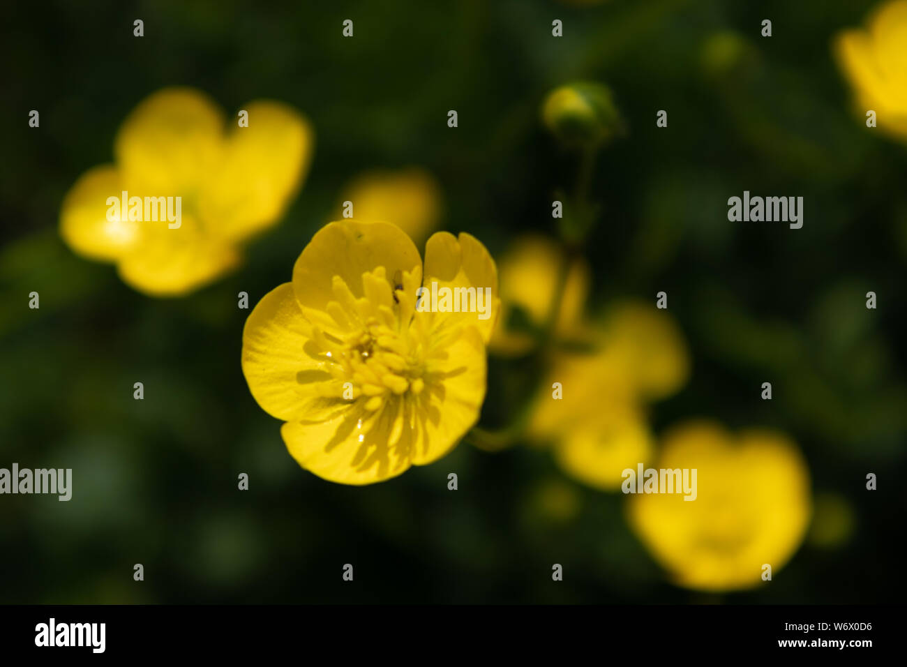 Butter Cup, Ranunculus Repens, fiore Stock Photo