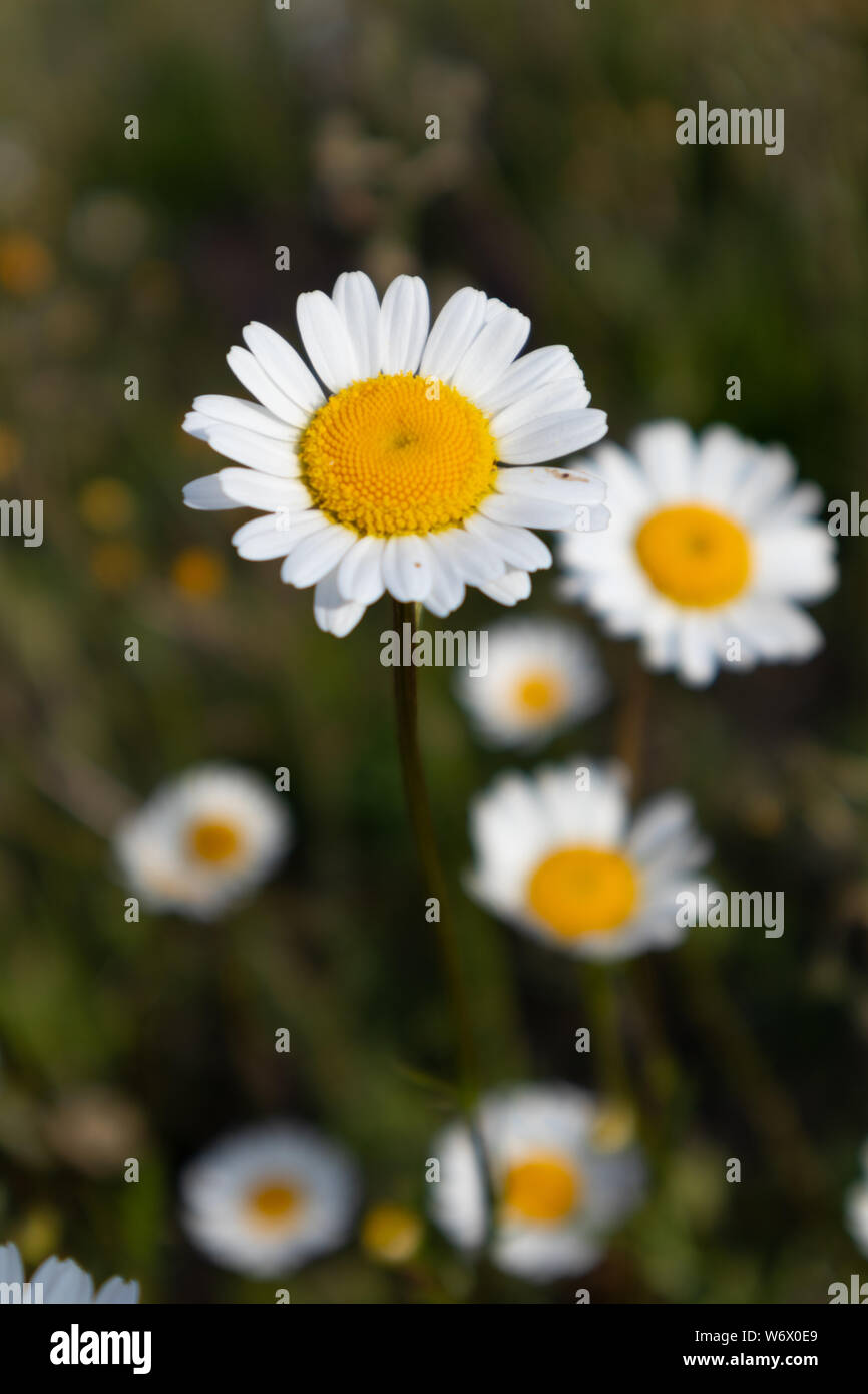marguerita, Bellis Perenis, flower Stock Photo