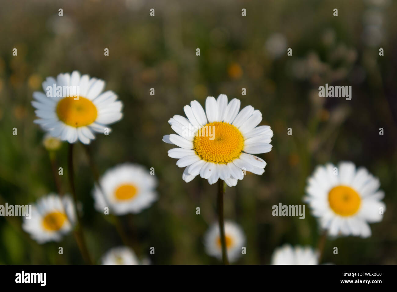 marguerita, Bellis Perenis, flower Stock Photo