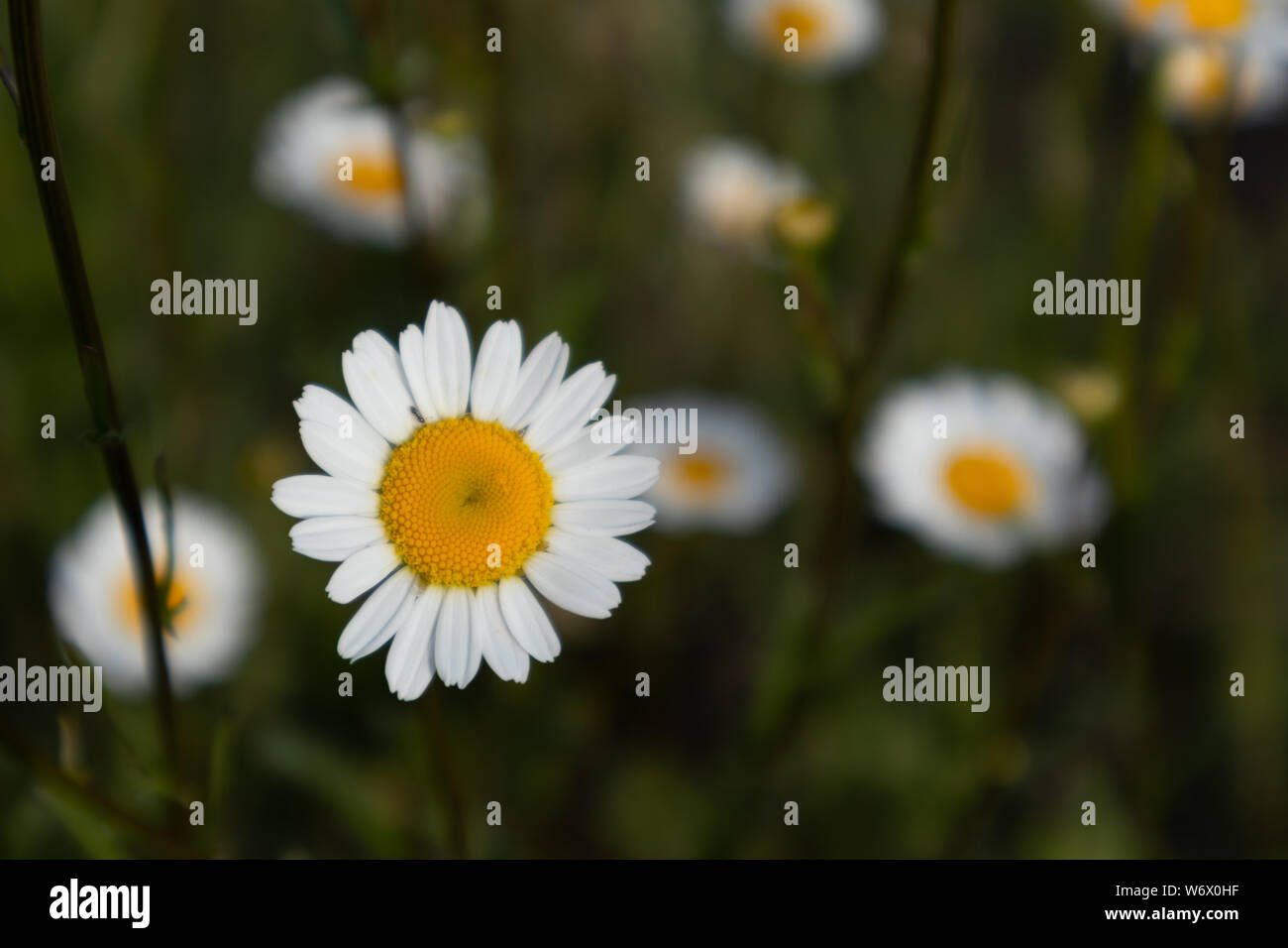 marguerita, Bellis Perenis, flower Stock Photo
