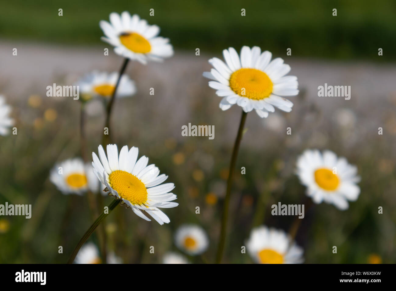 marguerita, Bellis Perenis, flower Stock Photo