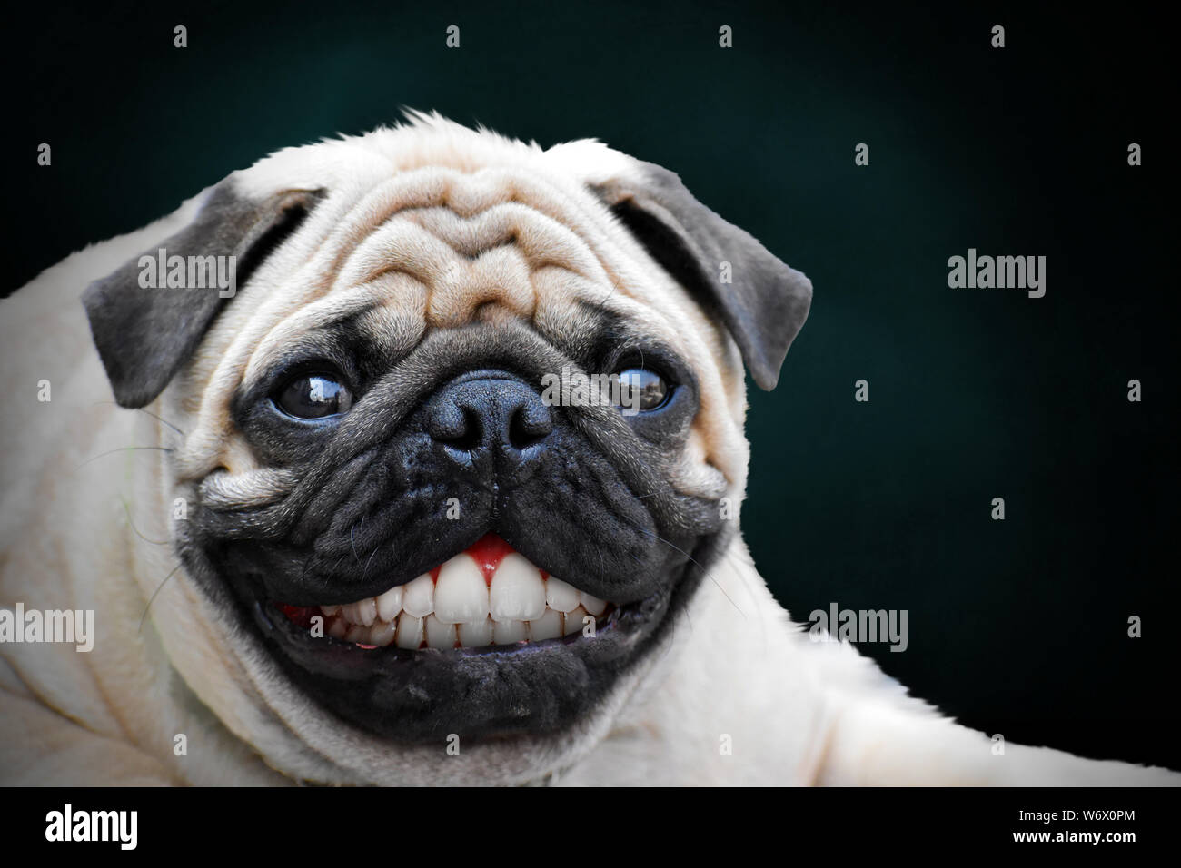 Pug with a human teeth smiling. Stock Photo