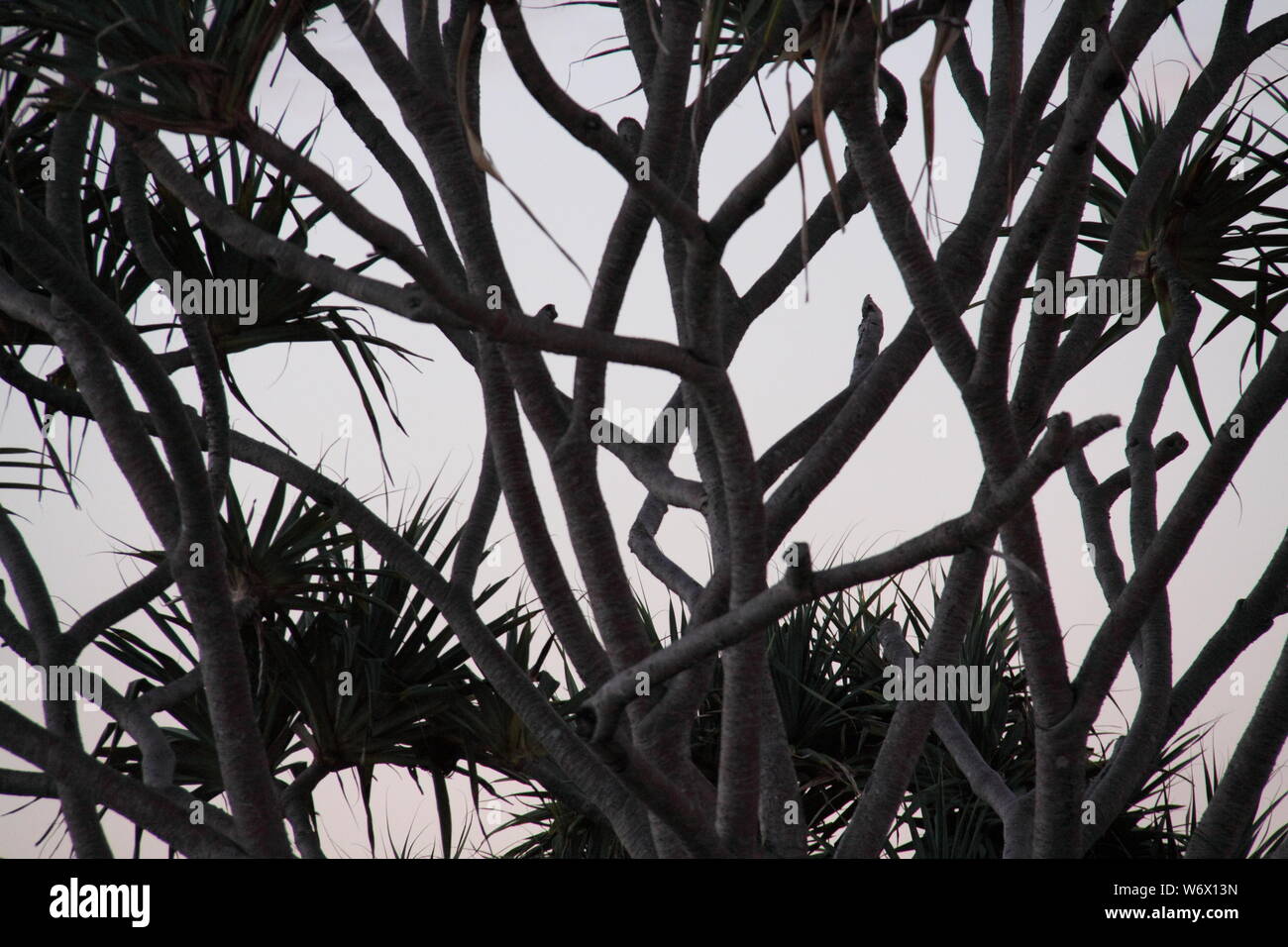 Branches of the Thatch Screwpine (Pandanus Tectorius Australianus) at Dusk Stock Photo